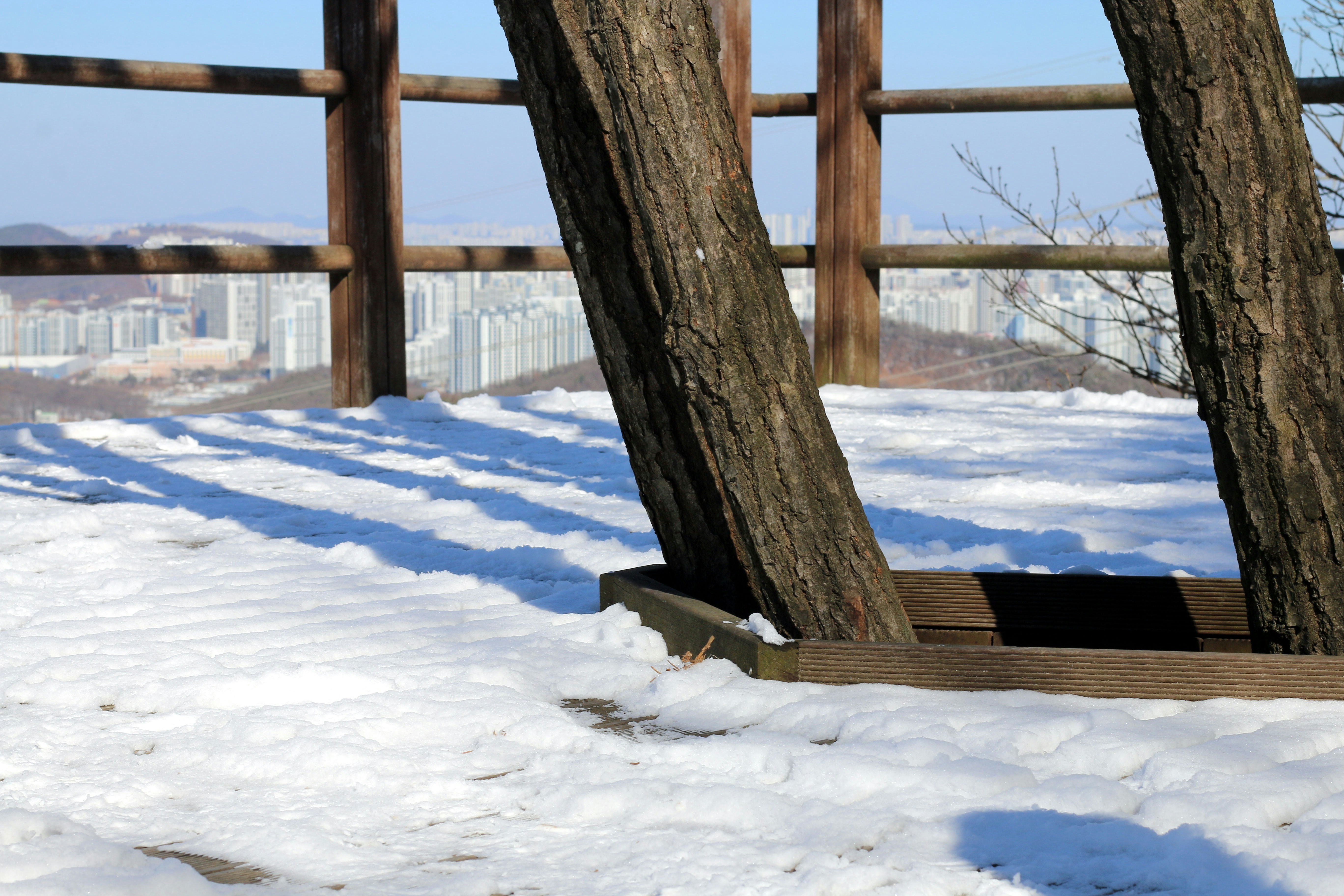 雪の中に立つ2本の木があり、街の景色が広がっています。