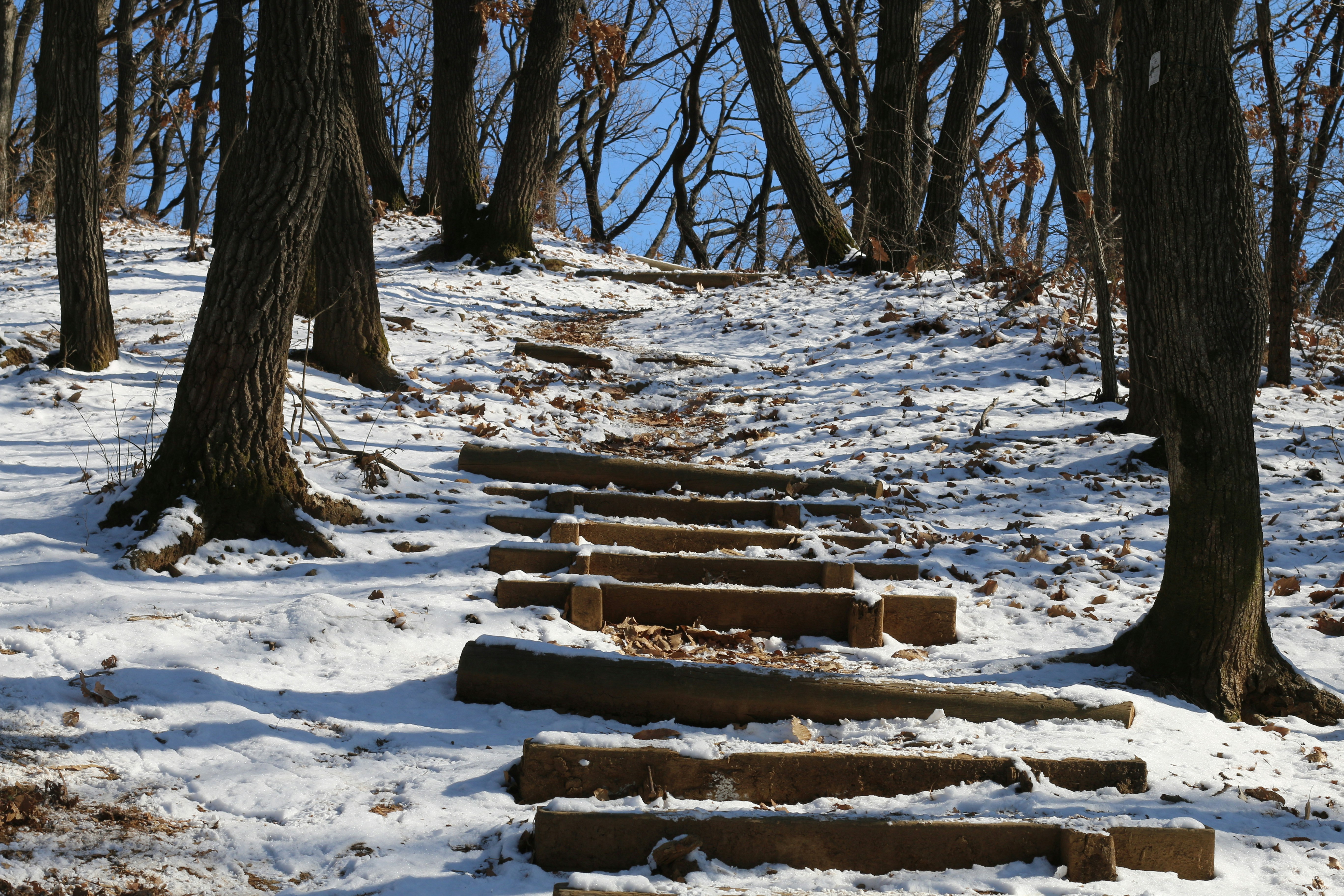 Wooden steps ascend a snowy forest path.