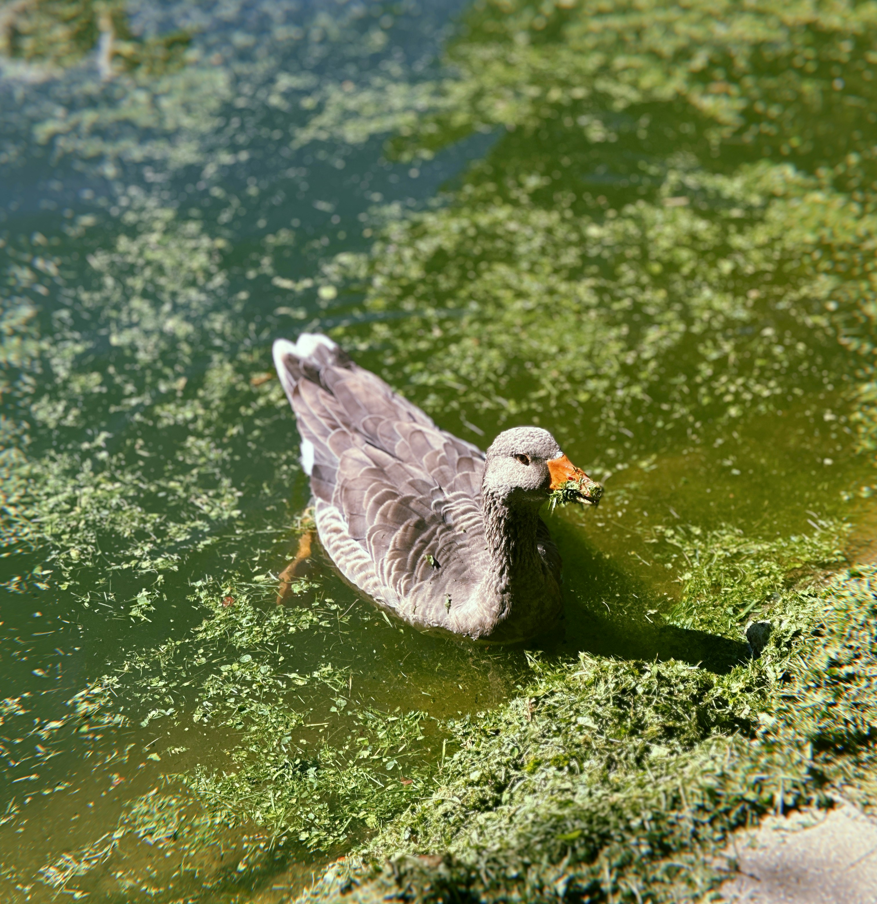 A grey goose swims in a green algae-filled pond.