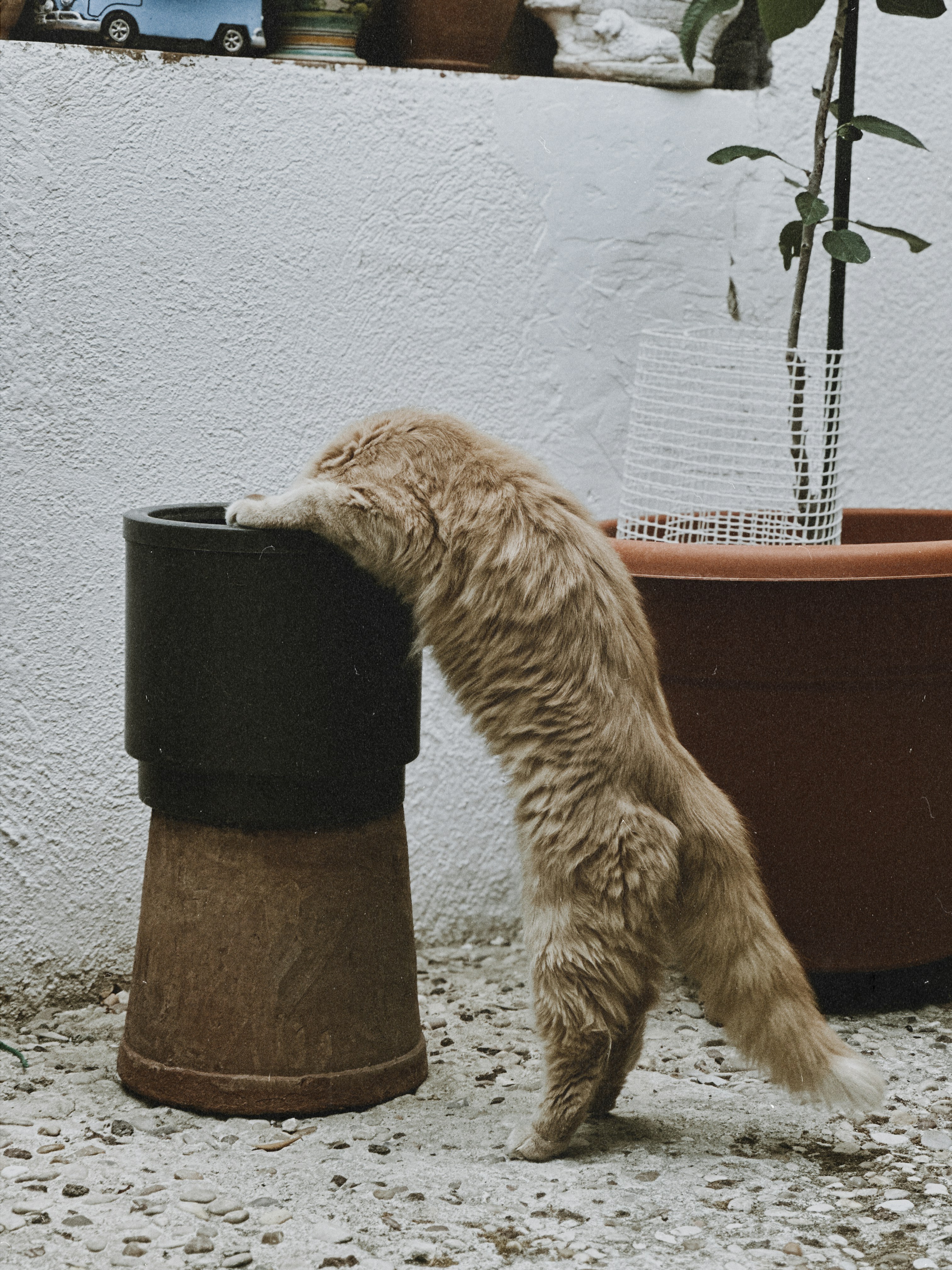 A fluffy orange cat peeks into a planter.