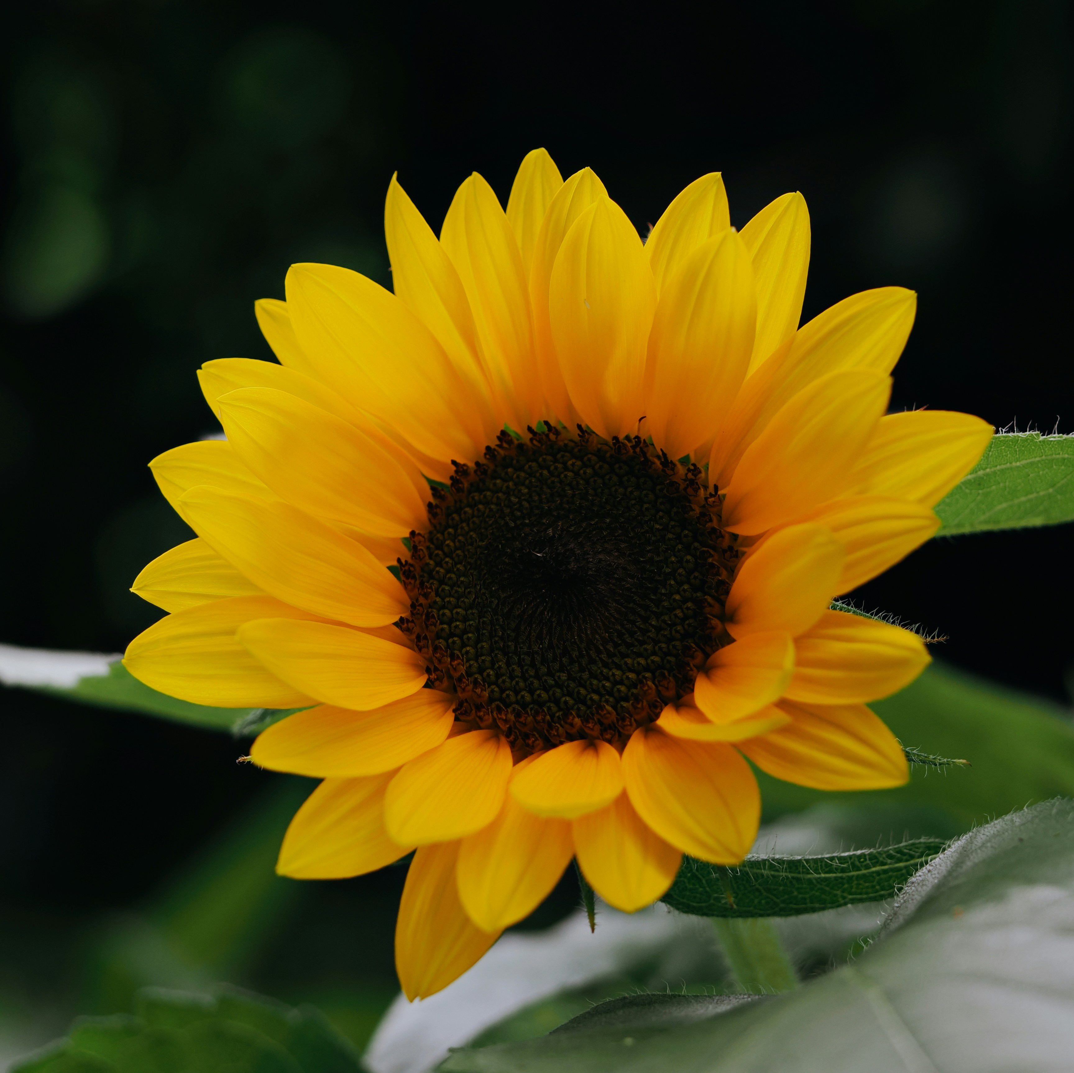 Photo by liliantruong2603