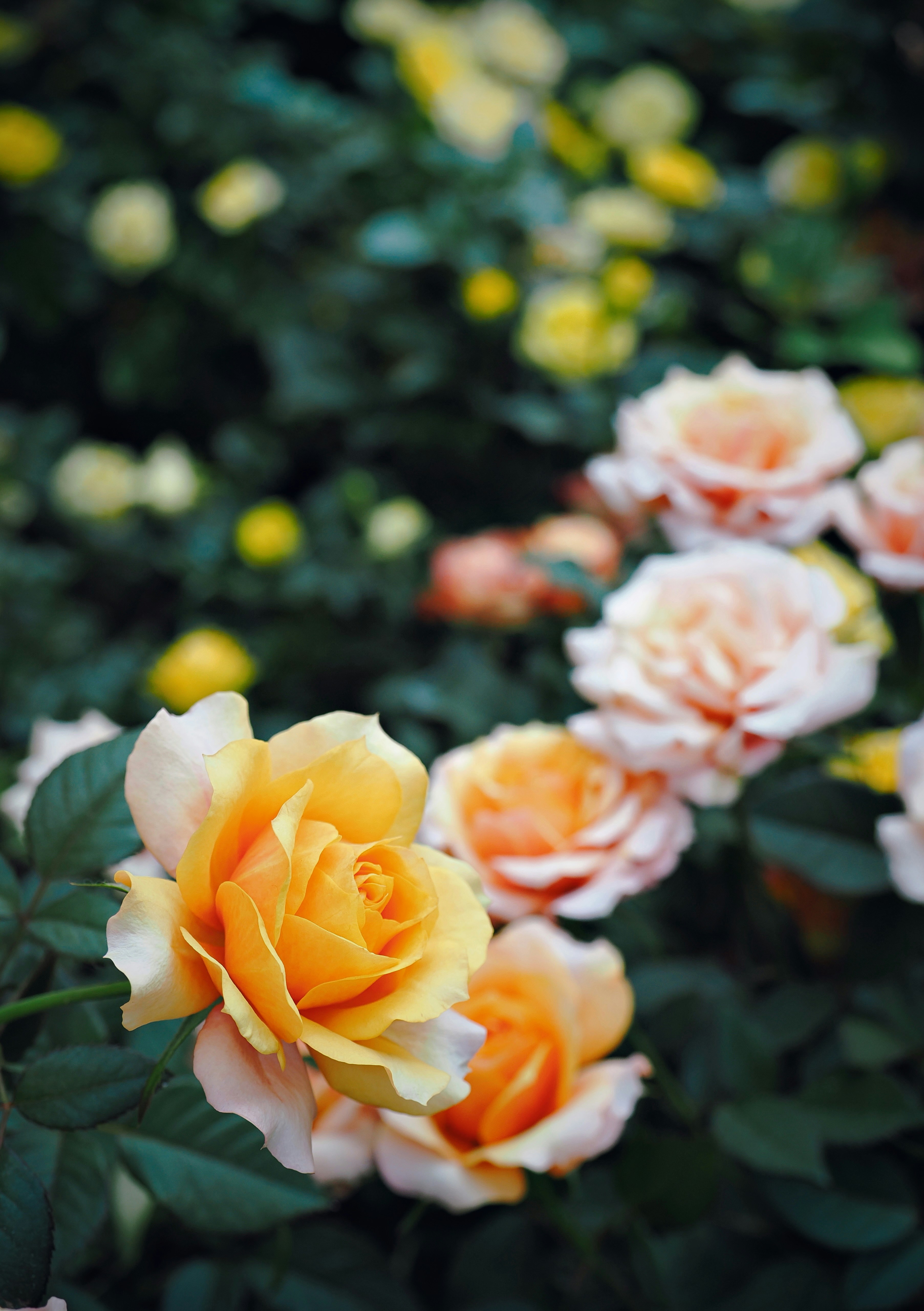 Photo by liliantruong2603