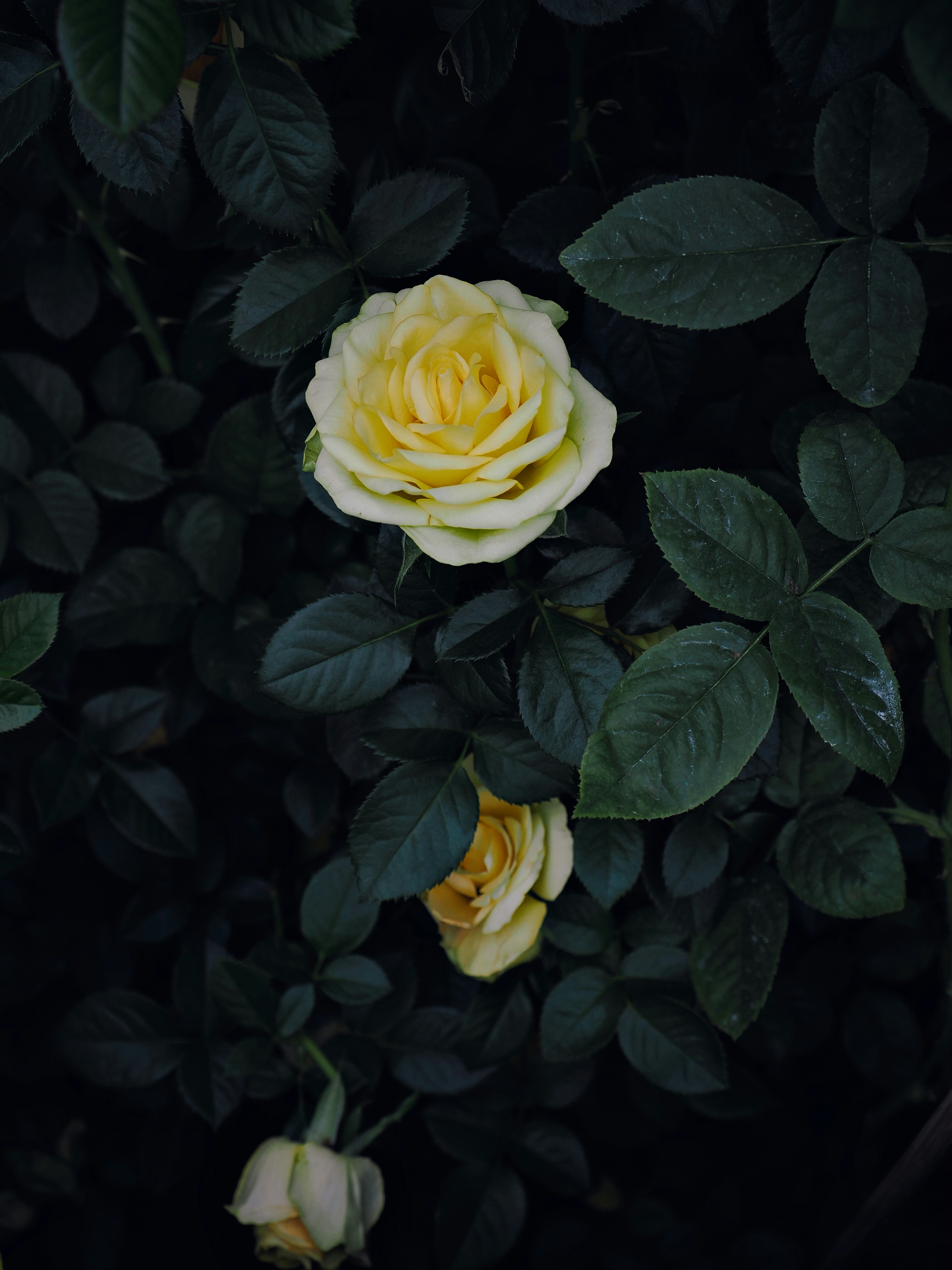 Photo by liliantruong2603