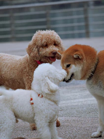 Three dogs interacting on a paved surface