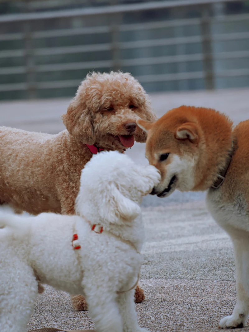 Puppy Socialization: How to Socialize a Puppy the Right Way (Step-by-Step)