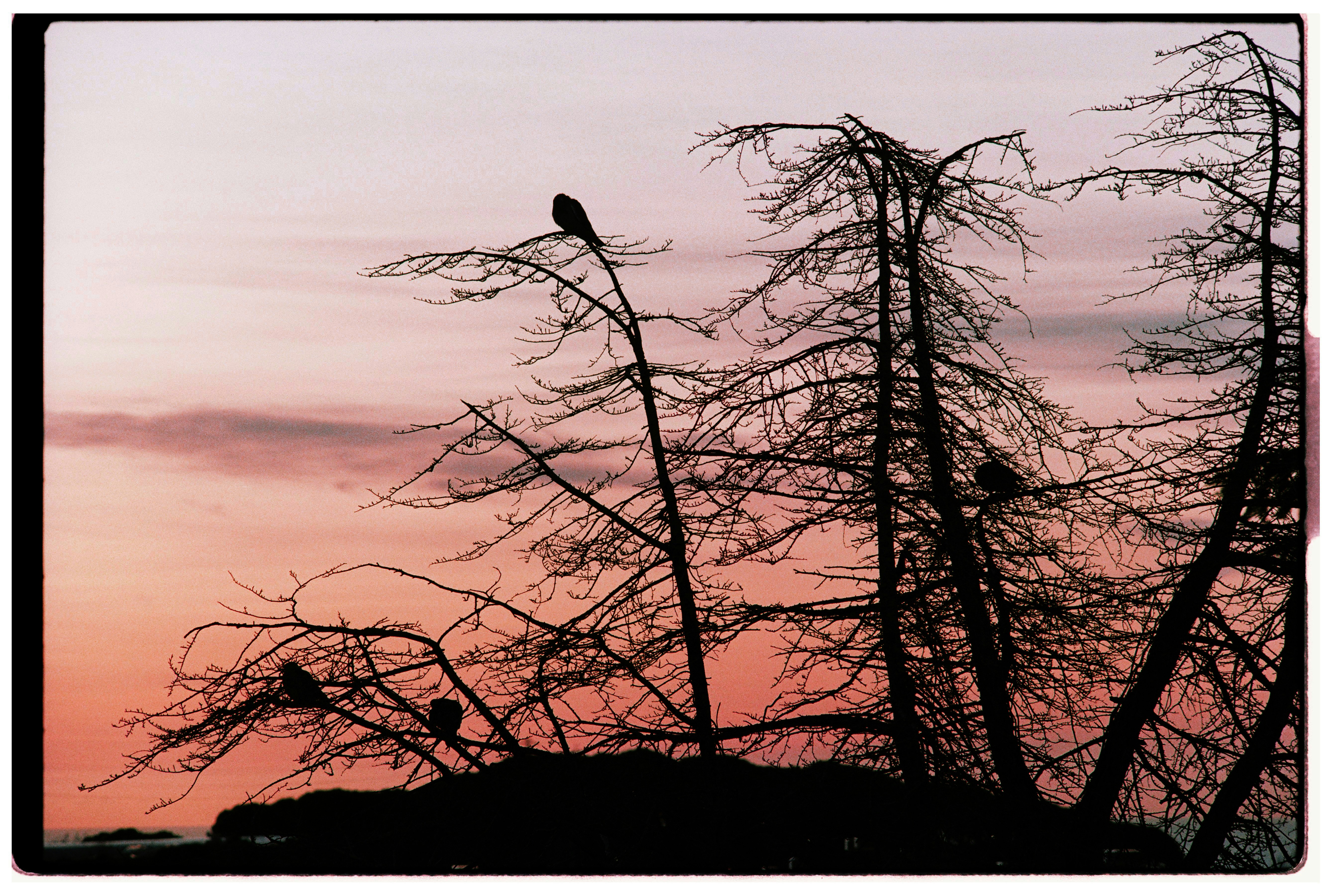 Birds perched on bare trees against a sunset sky.