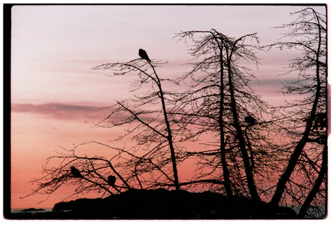 Birds perched on bare trees against a sunset sky.