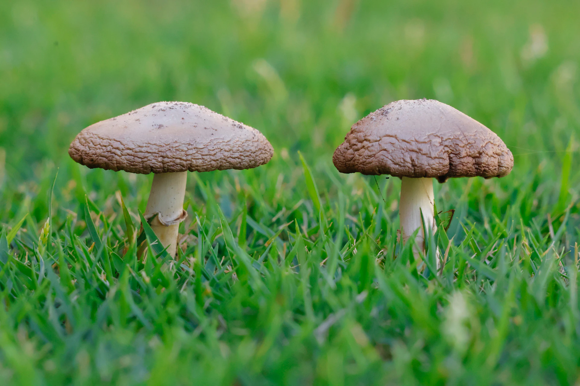 Two mushrooms growing in green grass