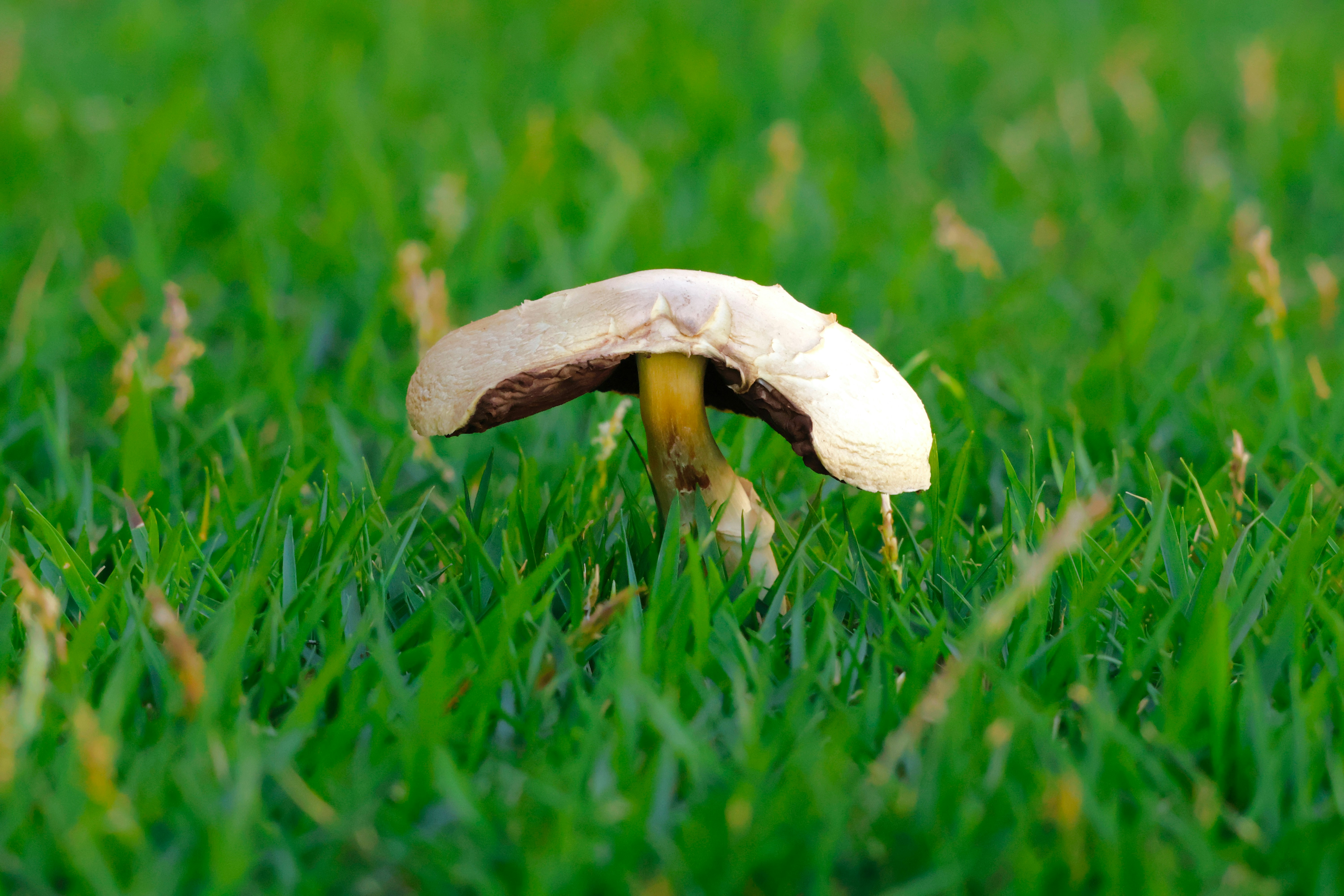 Ein einzelner Pilz wächst im üppig grünen Gras.