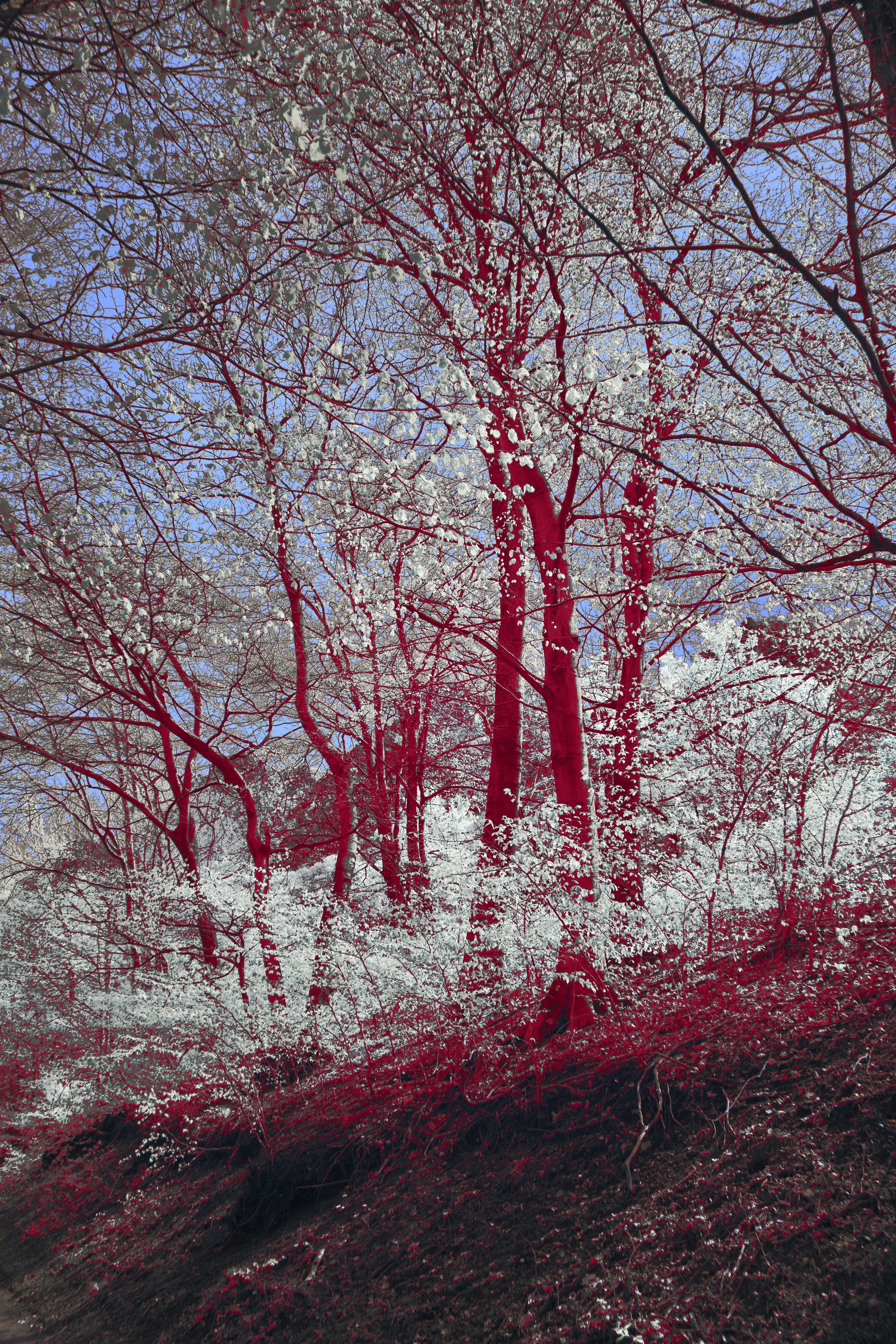 Photo by wolfgang_hasselmann