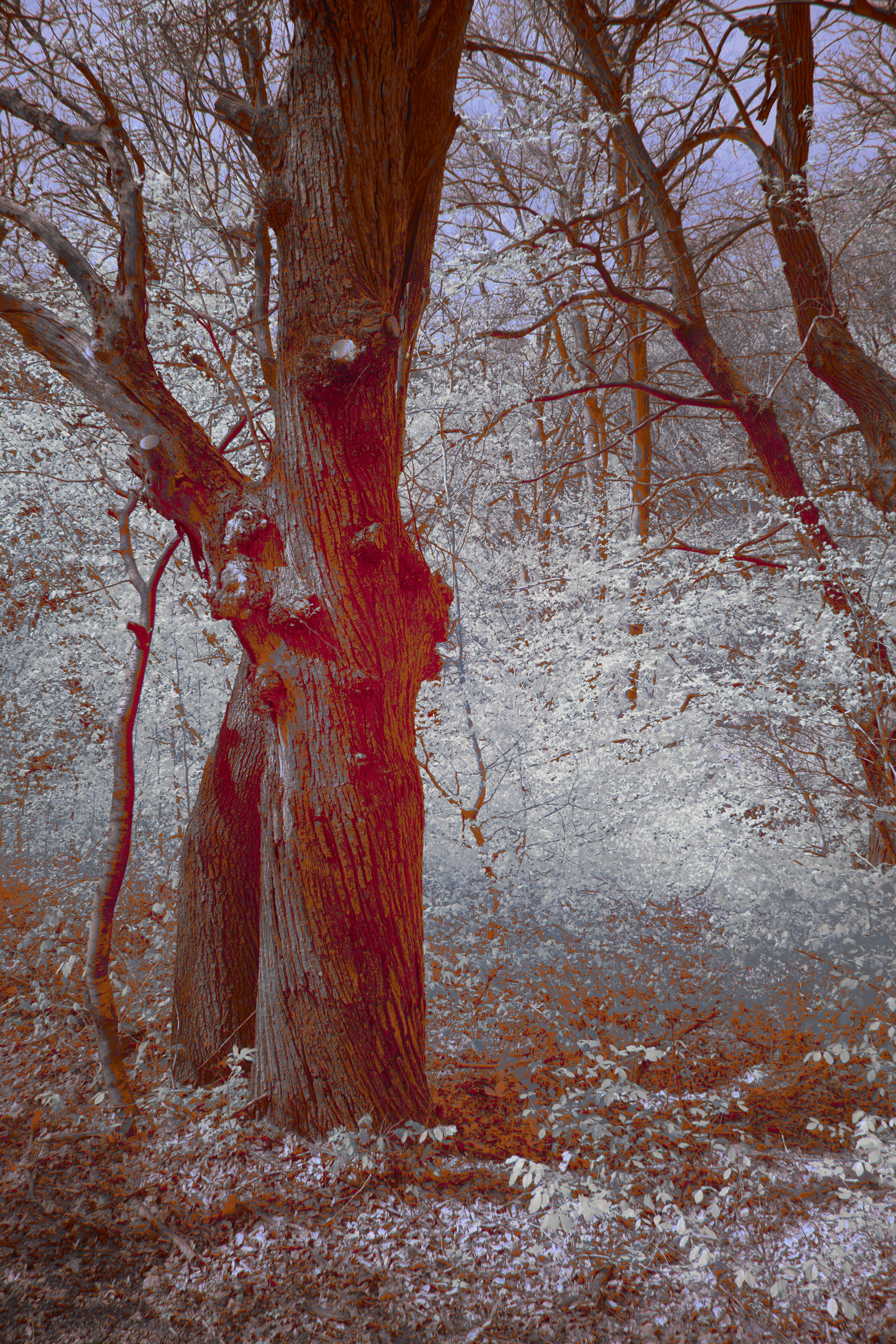 Photo by wolfgang_hasselmann