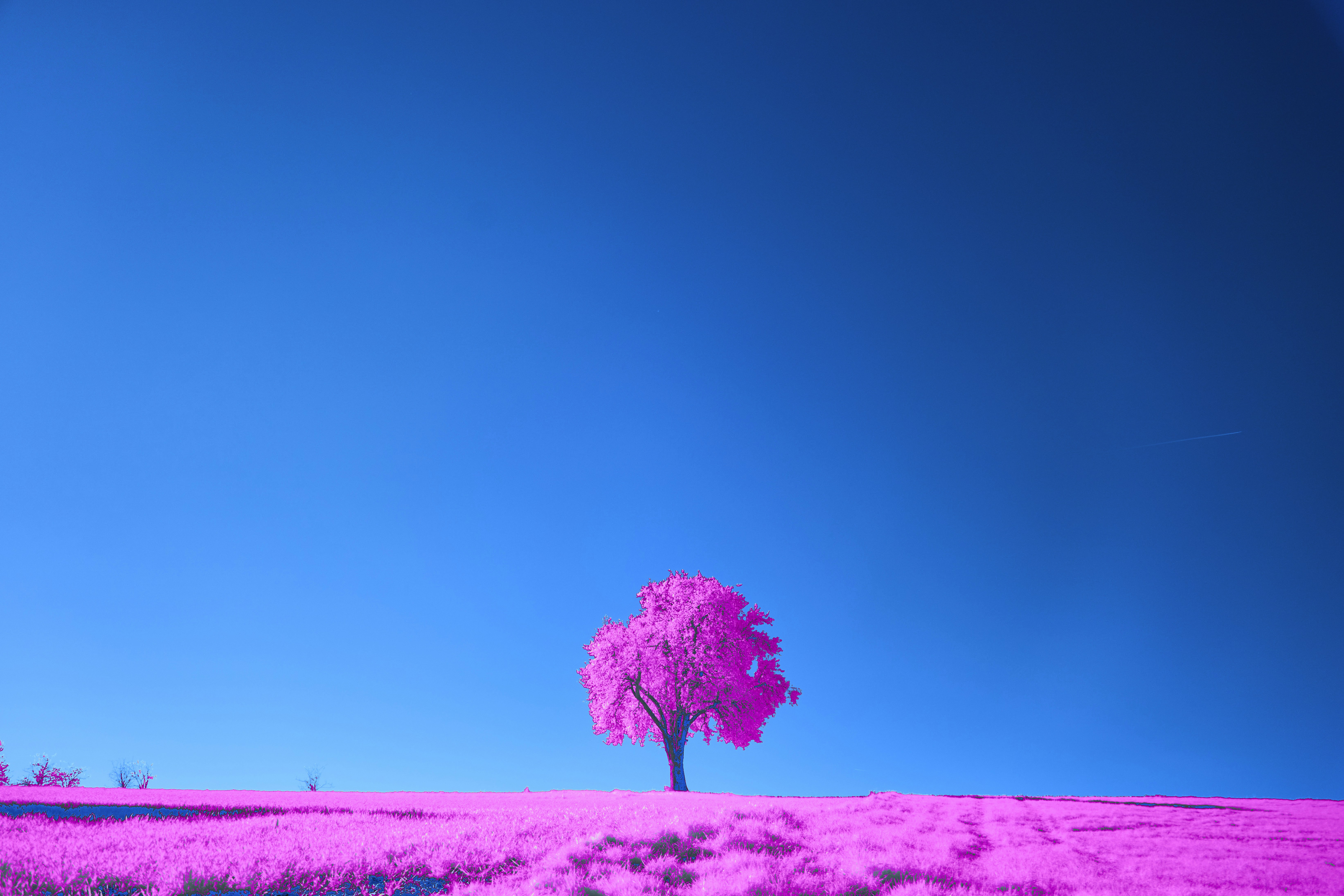 Photo by wolfgang_hasselmann