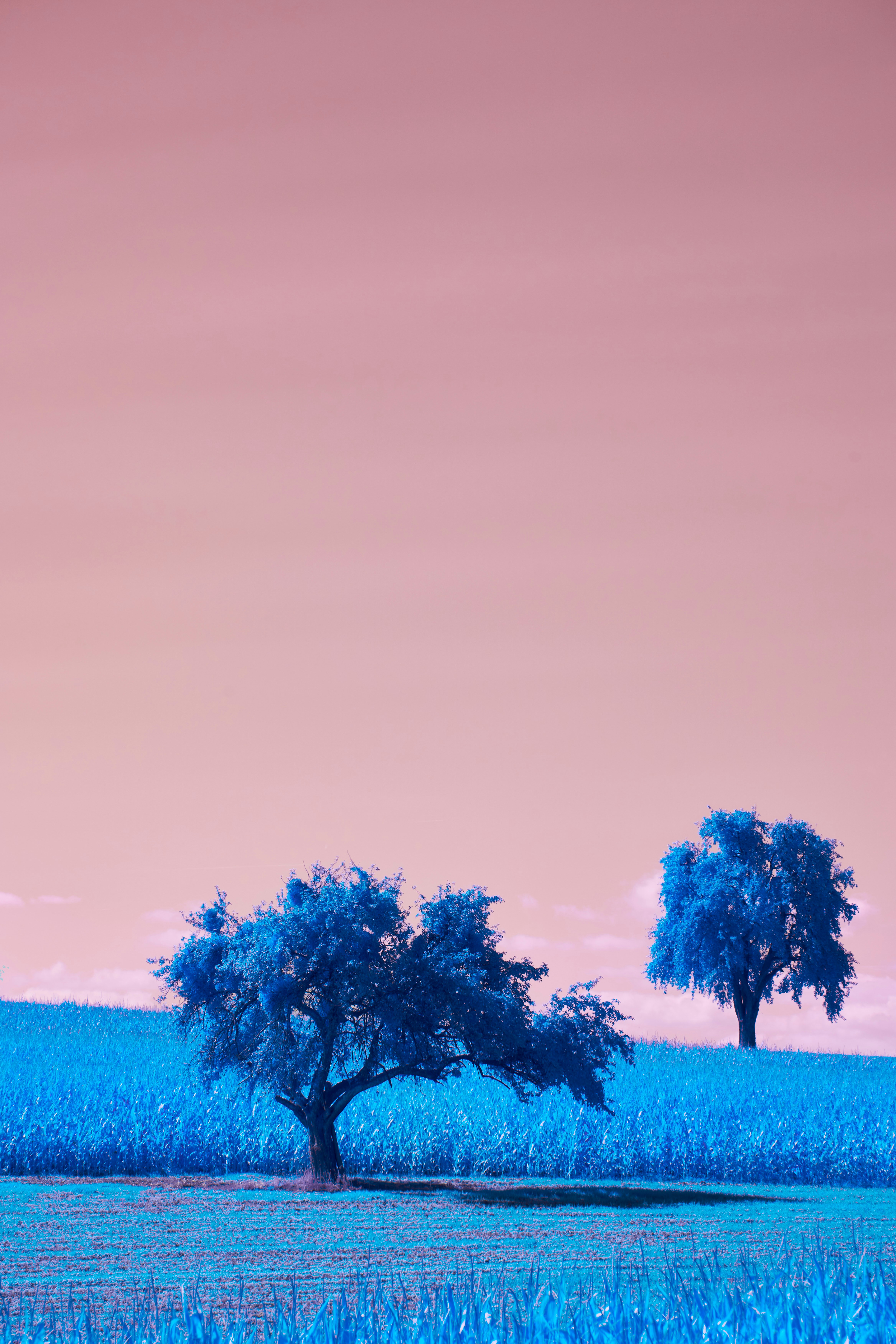 Photo by wolfgang_hasselmann