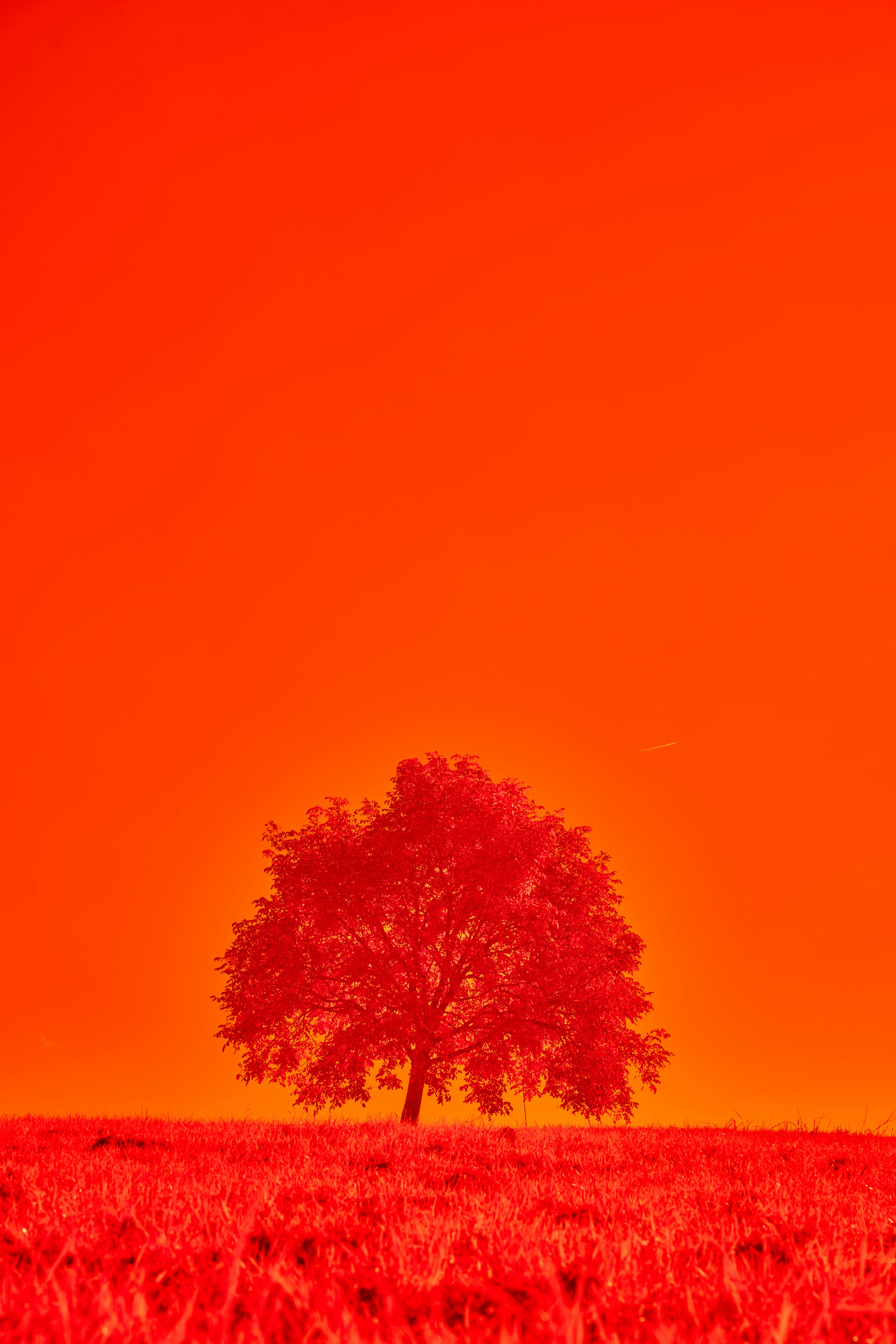 Photo by wolfgang_hasselmann