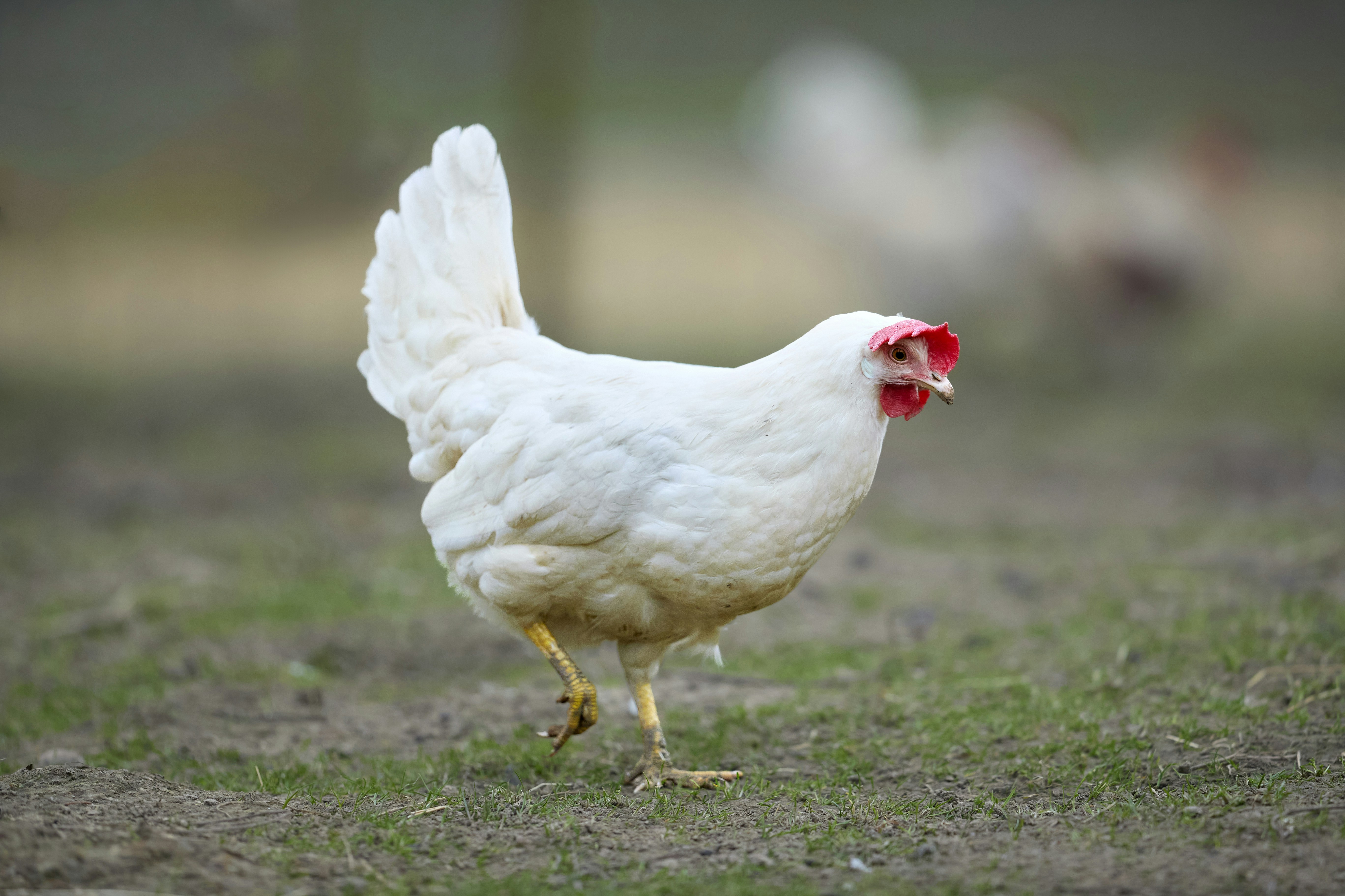 Photo by erwinbosman