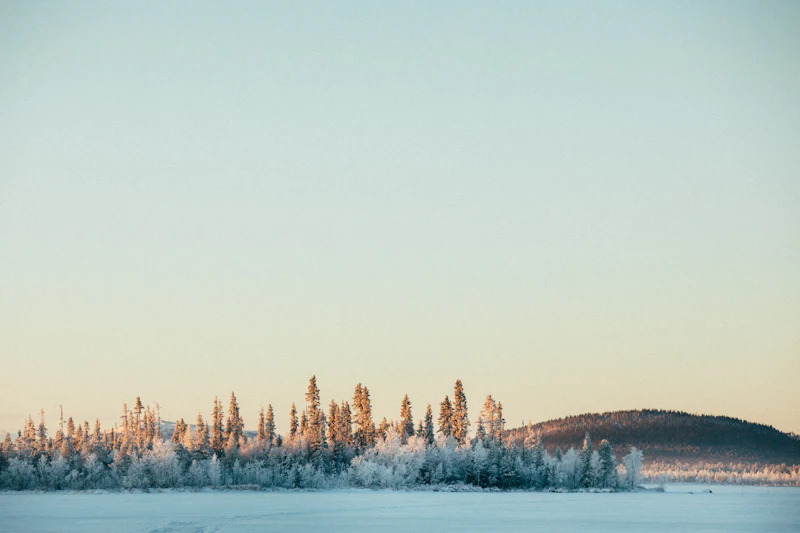 Snötäckt skogslandskap i svenska Lappland – exempel på extrem odlingszon