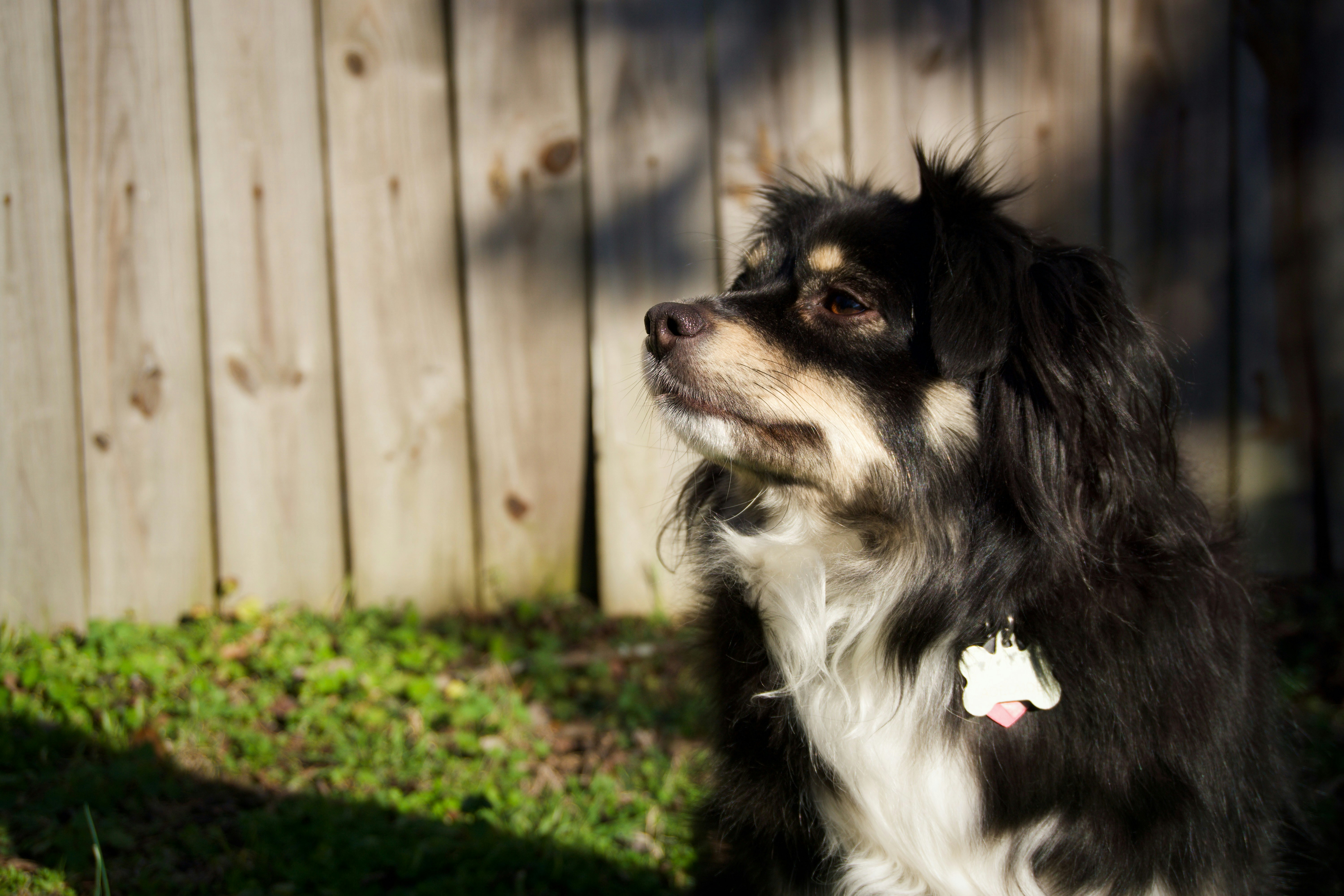 A small black and white dog sits by a fence.
