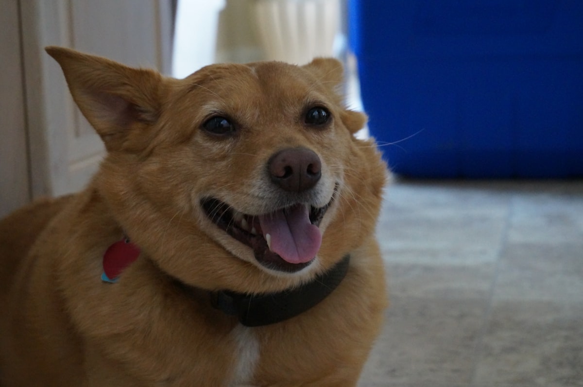 A calm, obedient dog on a leash