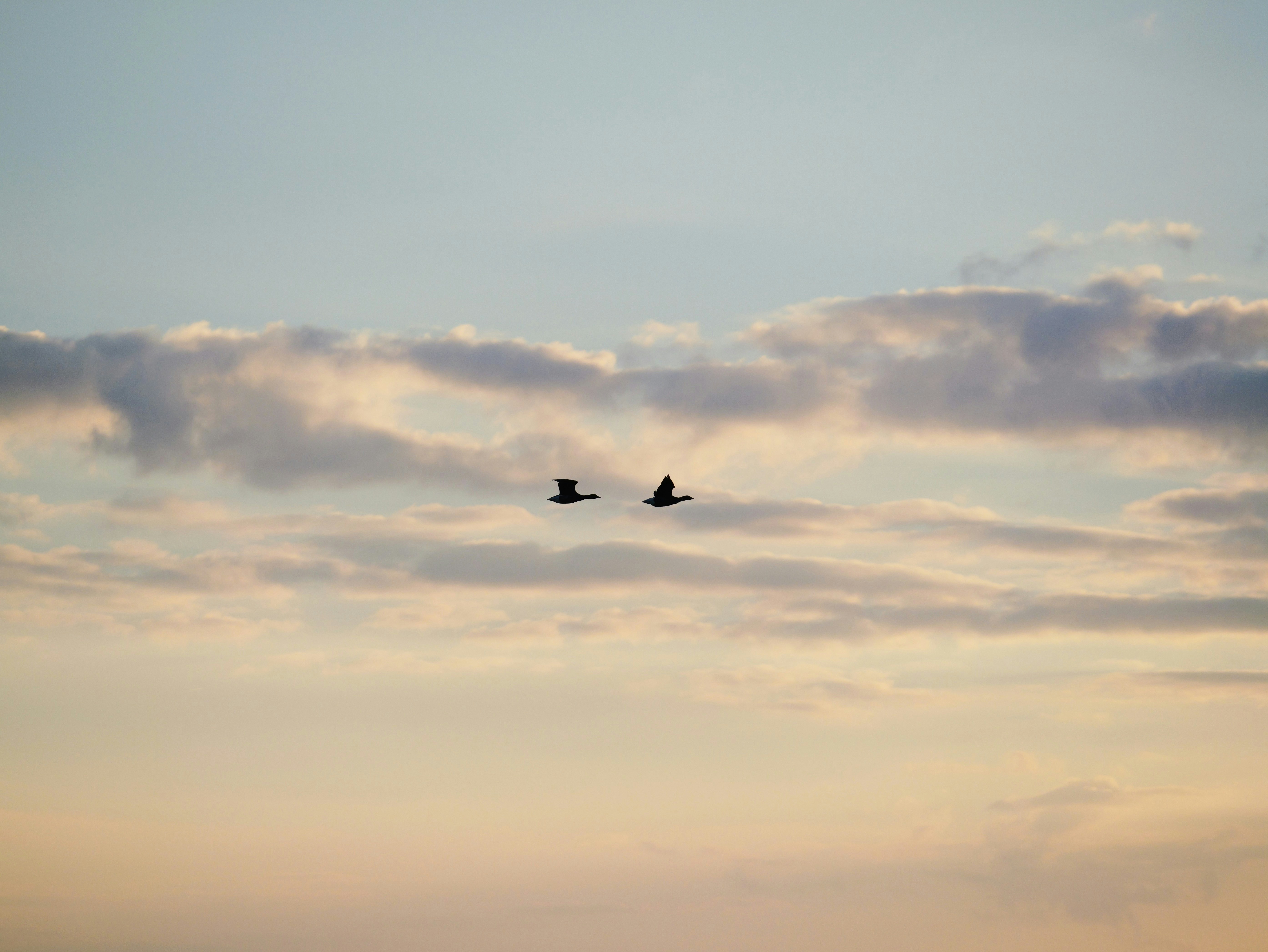 Deux oiseaux volant dans un ciel nuageux