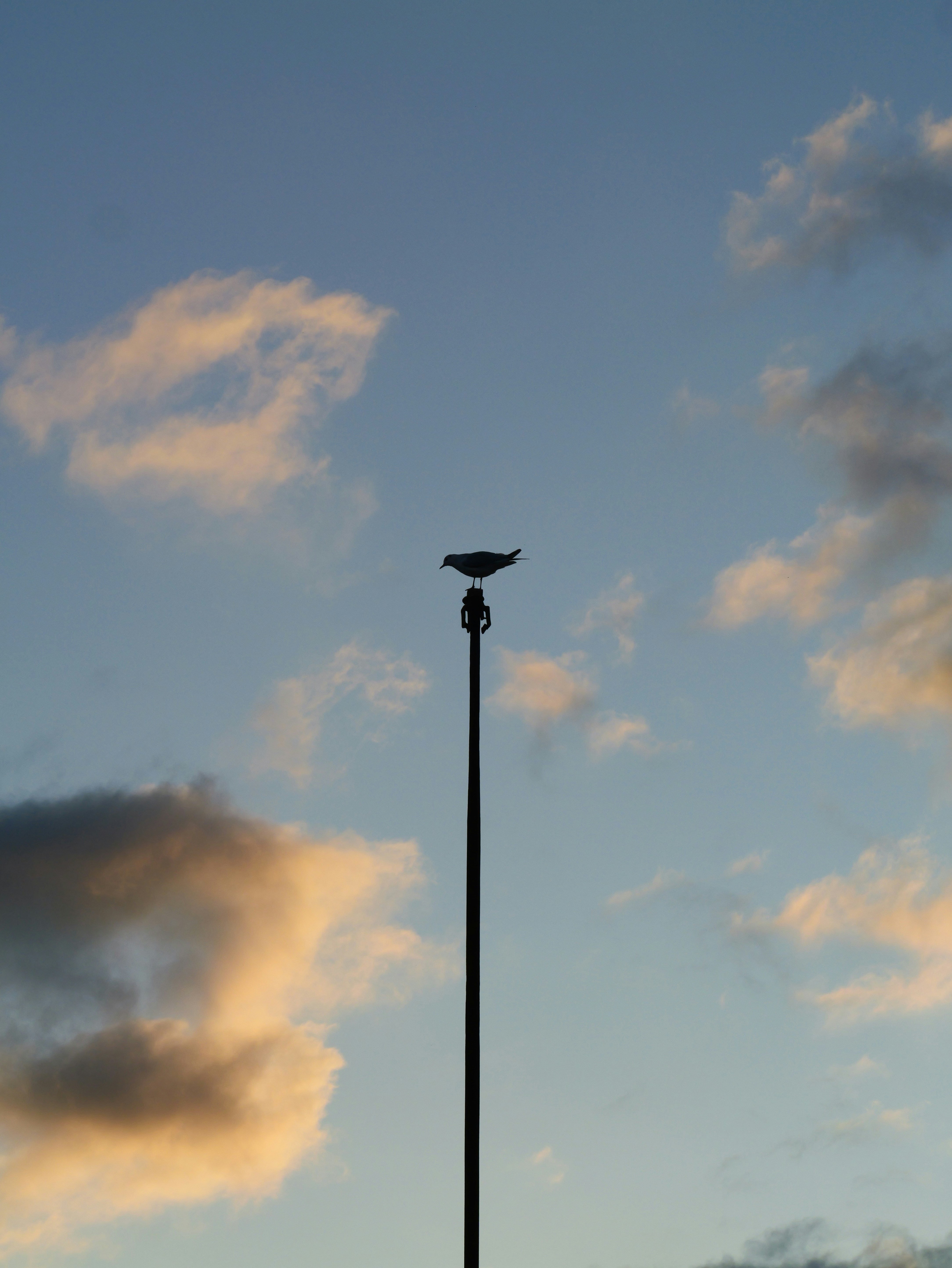 Photo by nimbus_vulpis