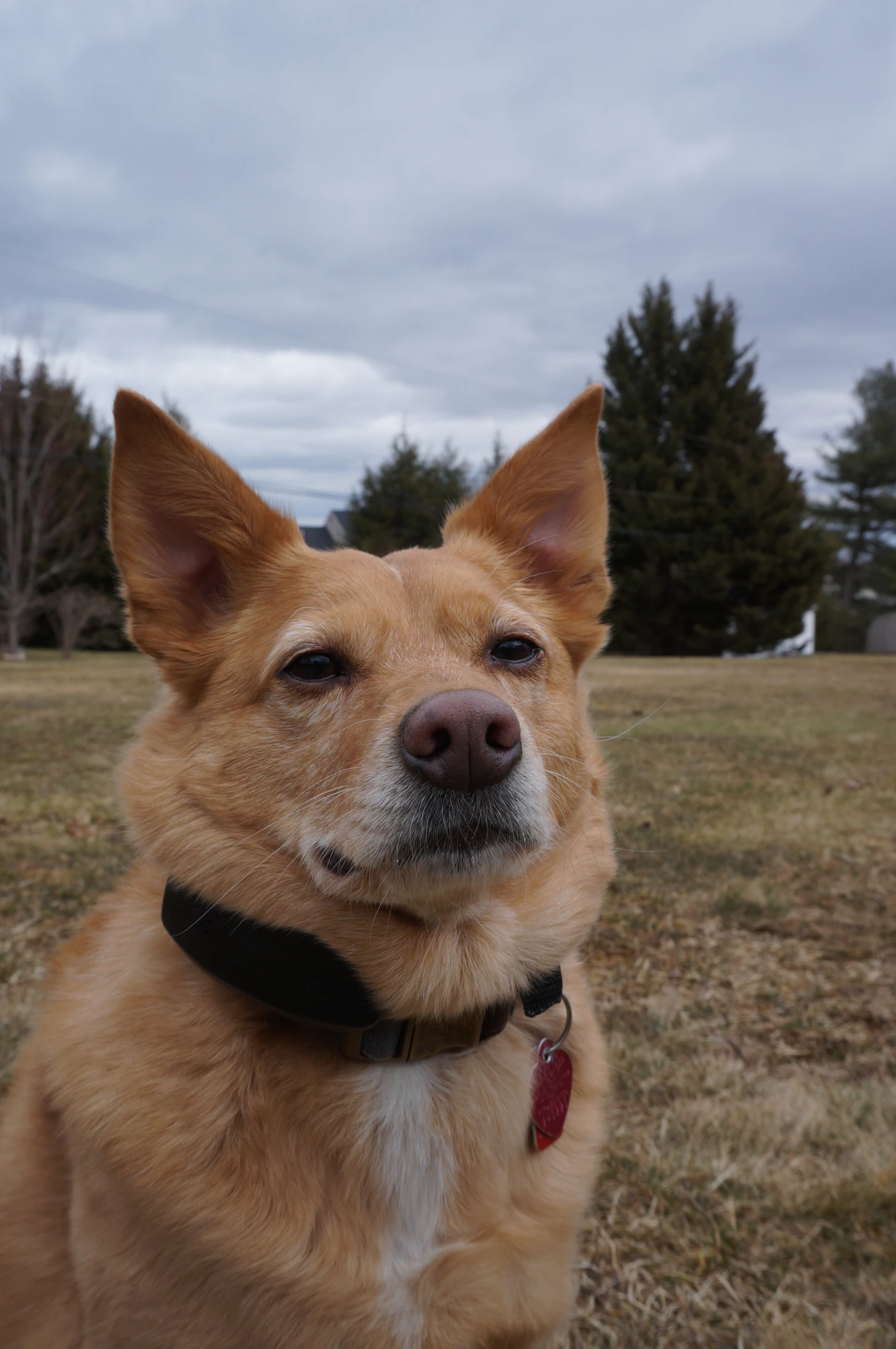 Light brown dog outdoors wearing a collar and identification tag
