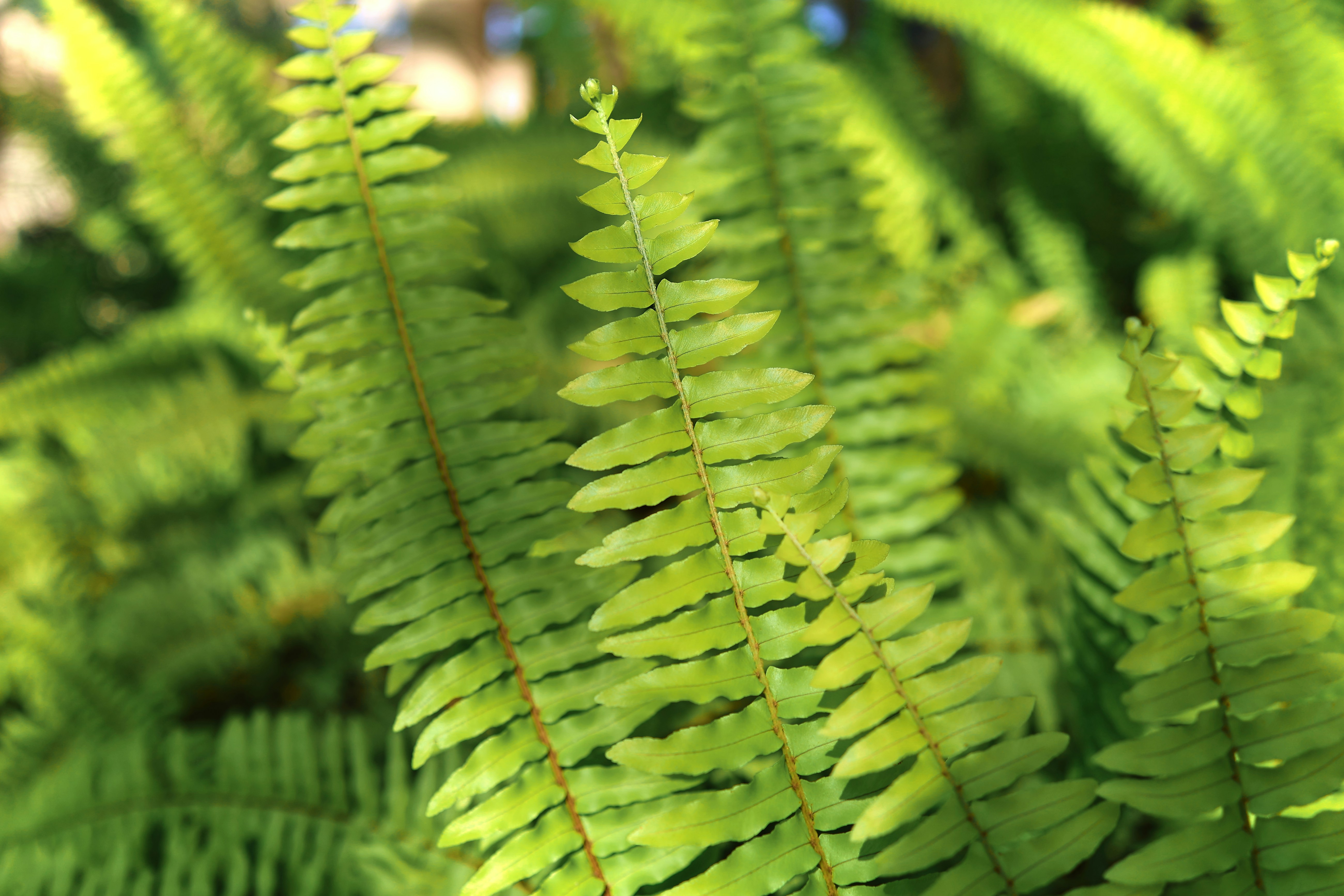 Close-up of lush green fern fronds in soft light.