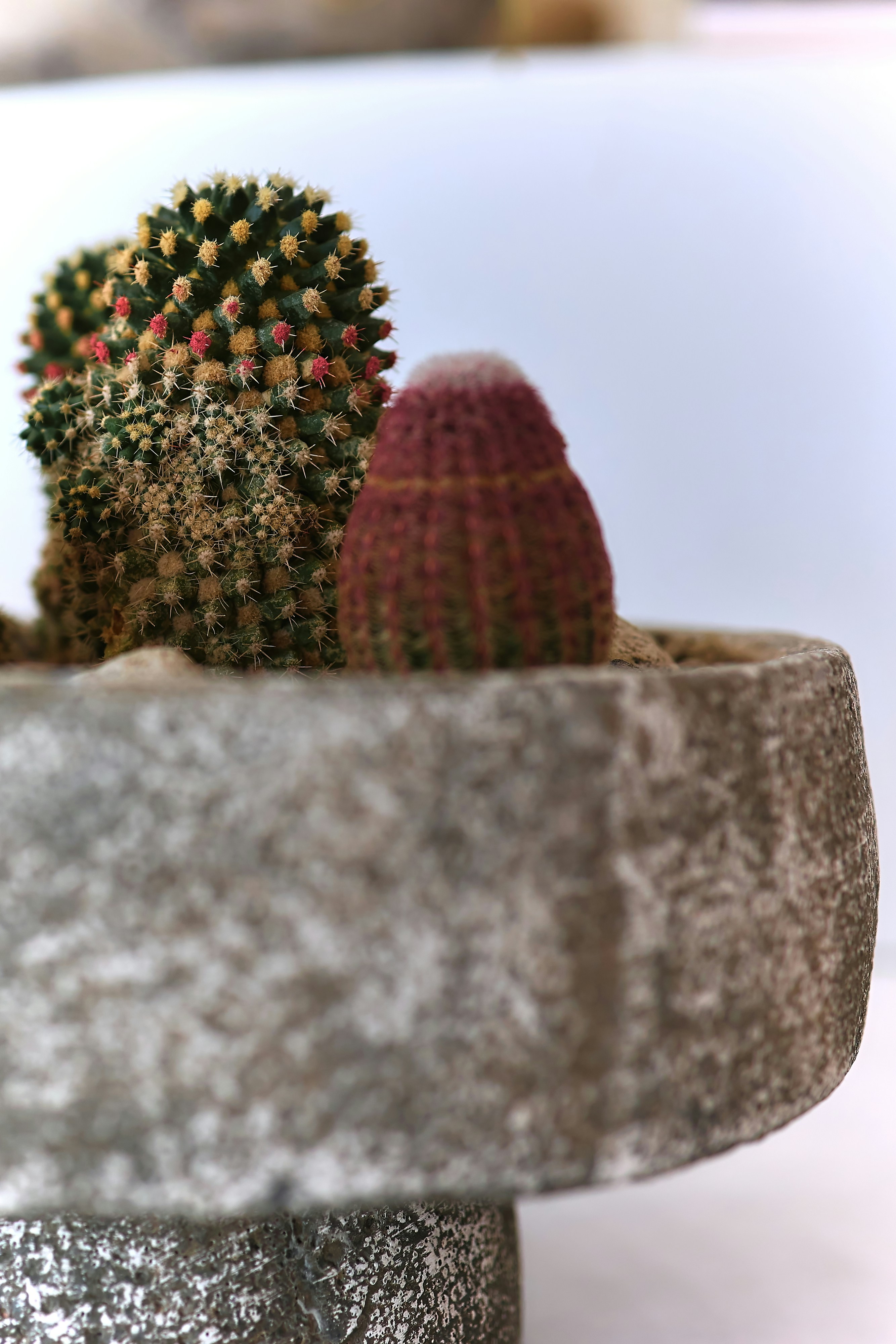 Three small cacti in a stone planter.