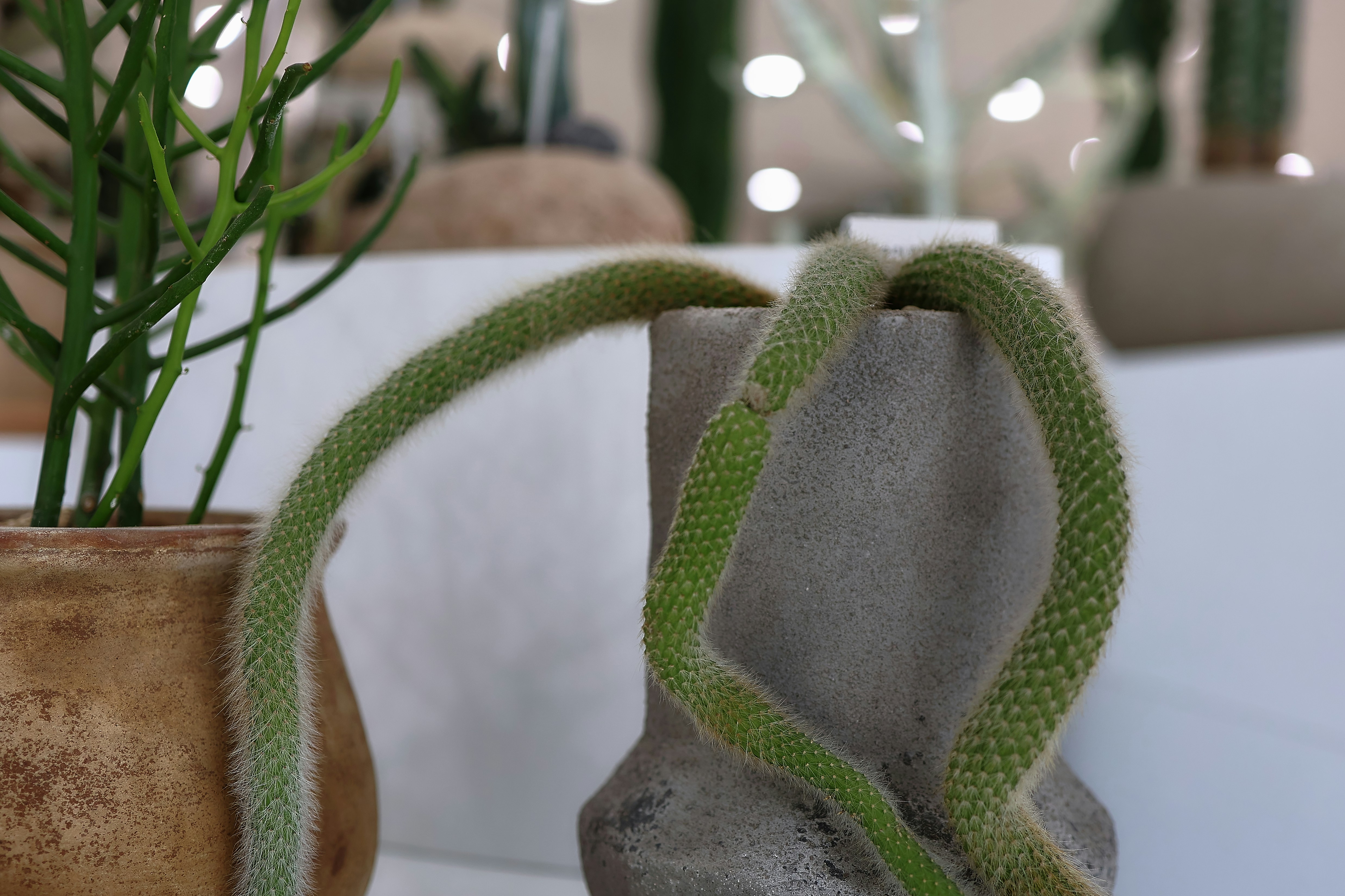 A fuzzy green cactus draped over a vase.