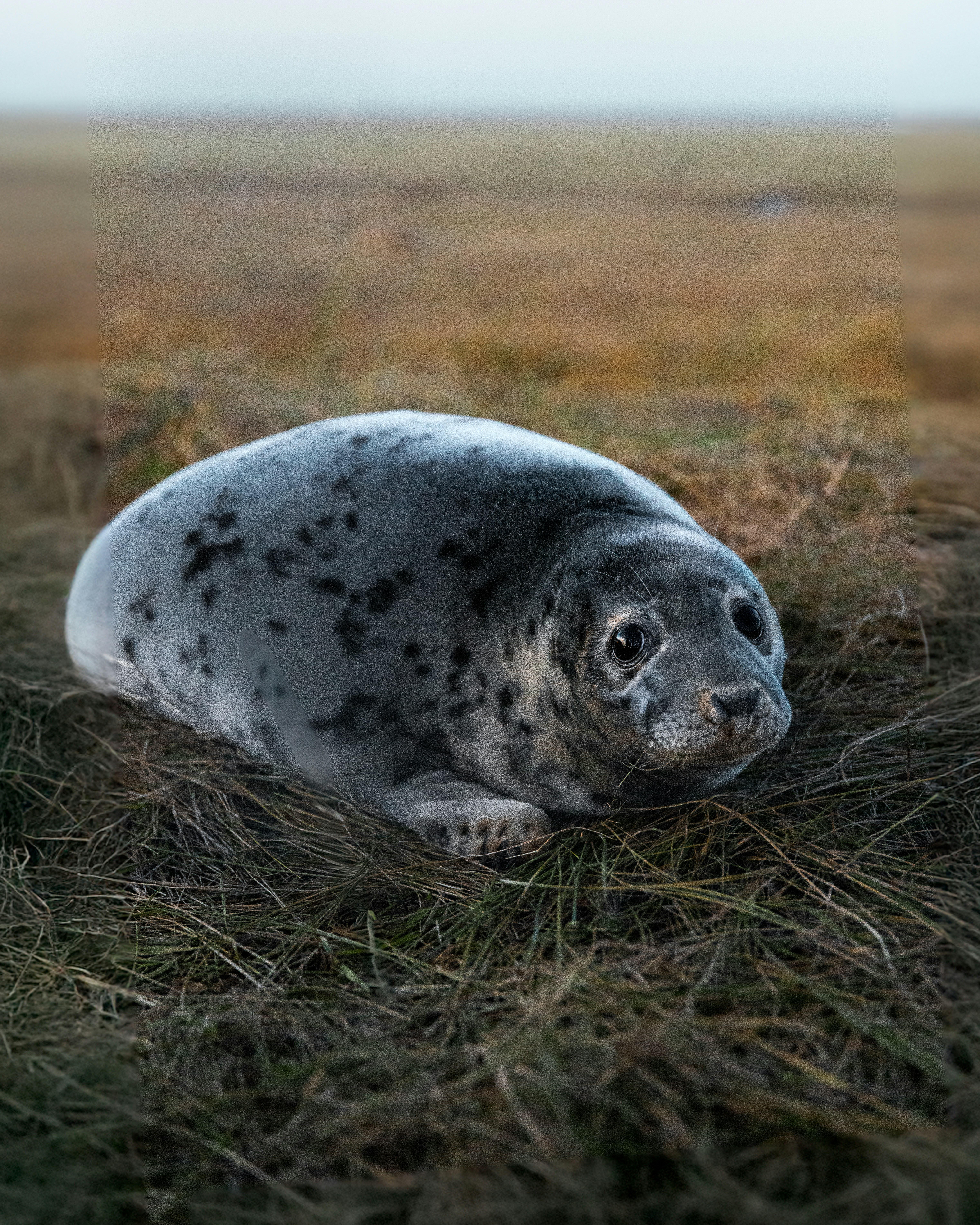 A young seal rests on grassy ground.