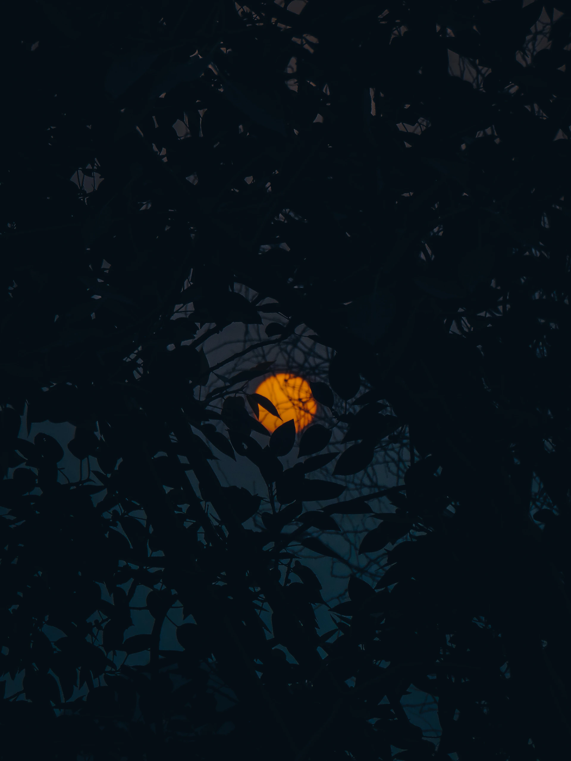 Full moon peeking through dark tree branches