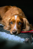 A sad-looking spaniel dog lies on a blanket.