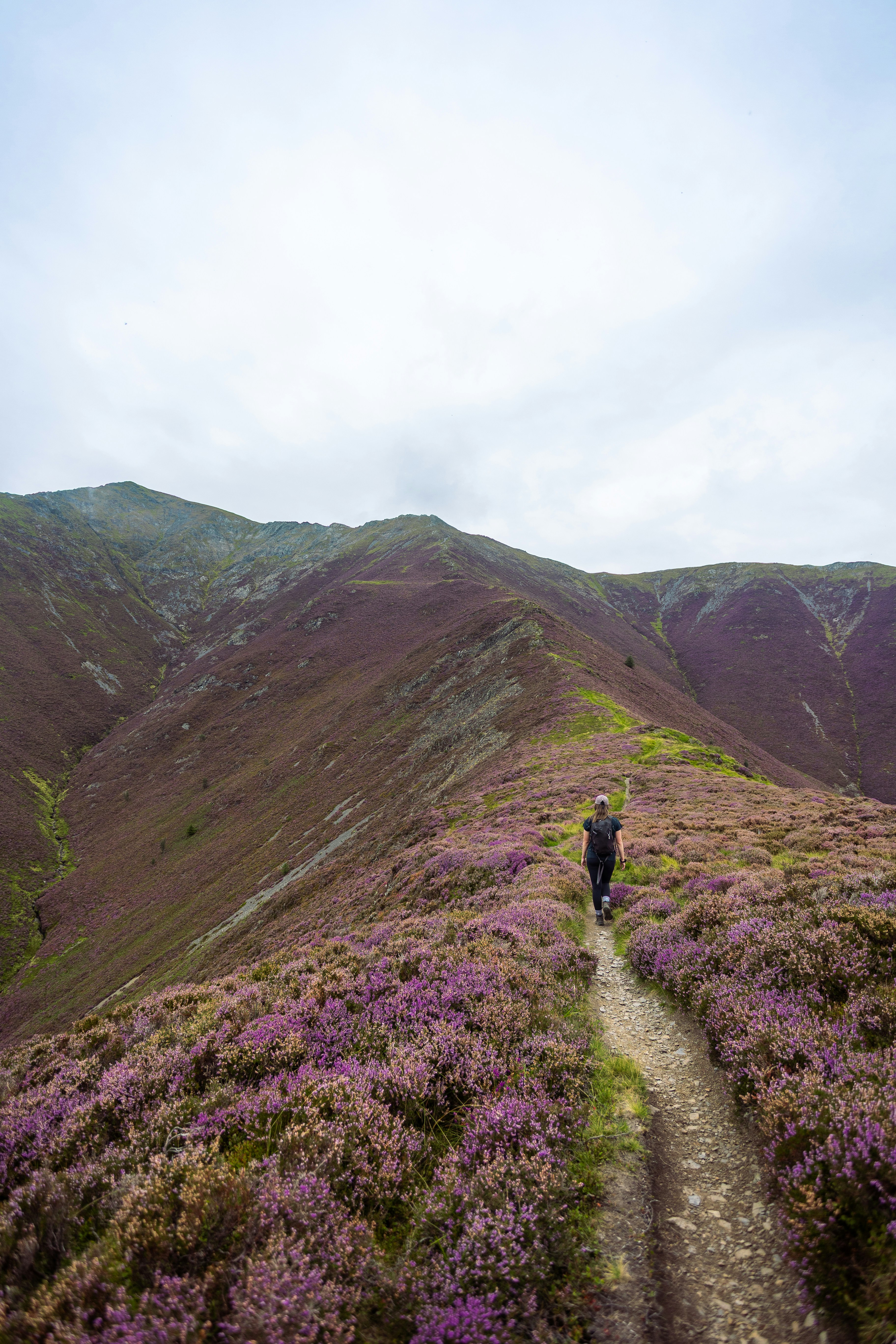 A person walks on a path through purple heather hills.