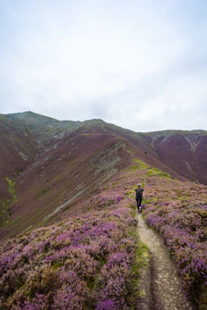 A person walks on a path through purple heather hills.