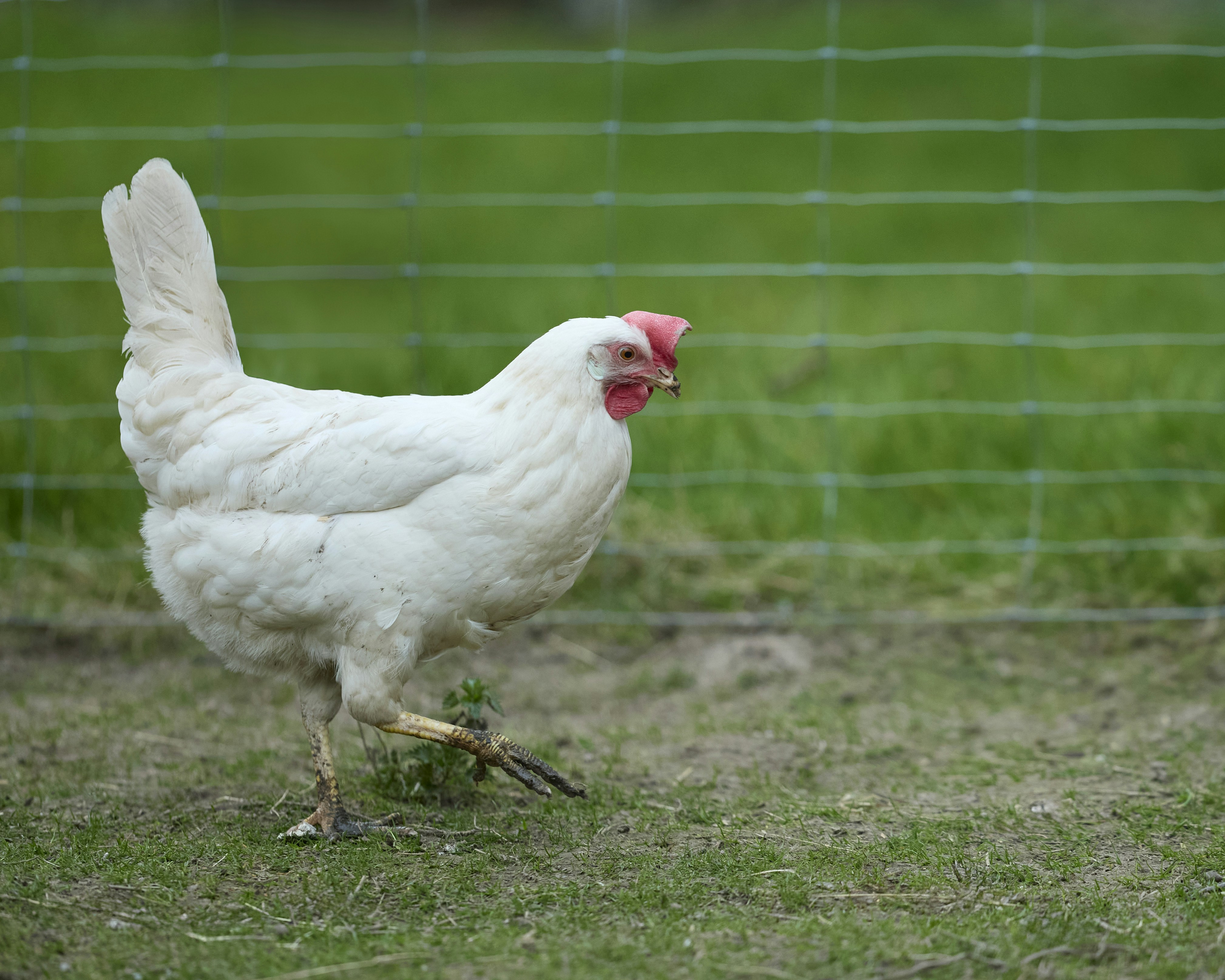 Photo by erwinbosman