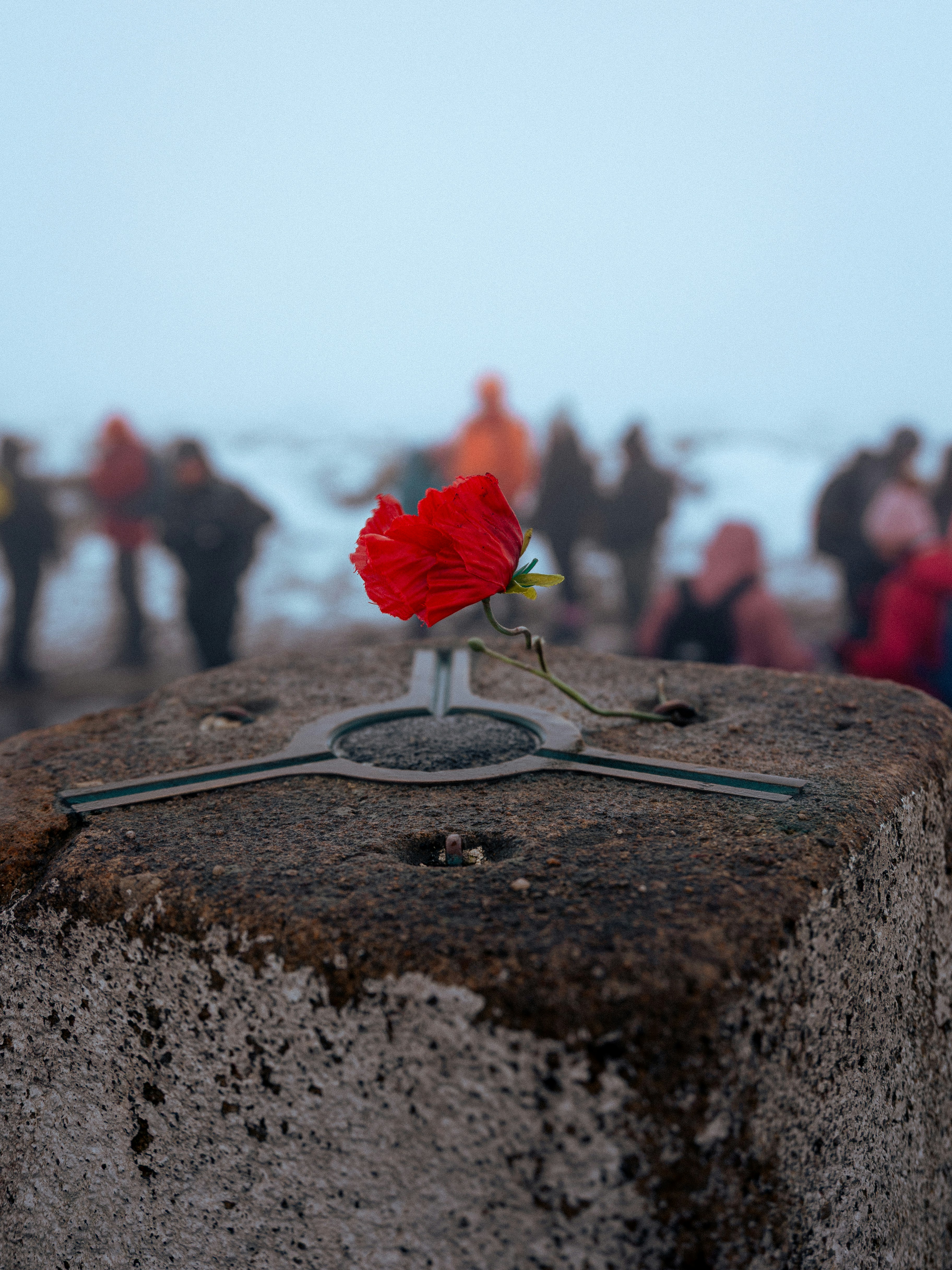 Red poppy on a stone with blurred people in background