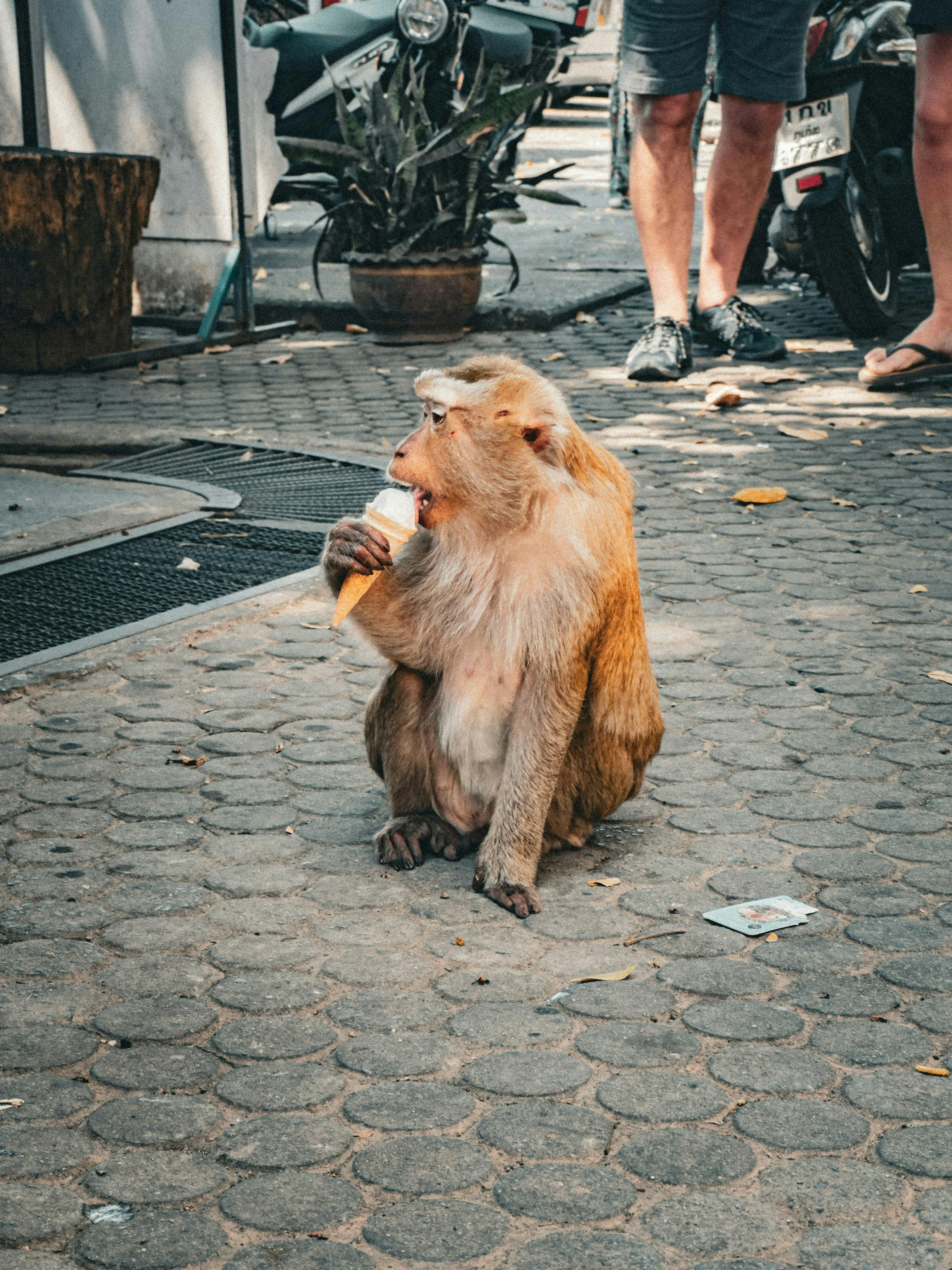 Affe sitzt auf dem Bürgersteig und isst ein Eis