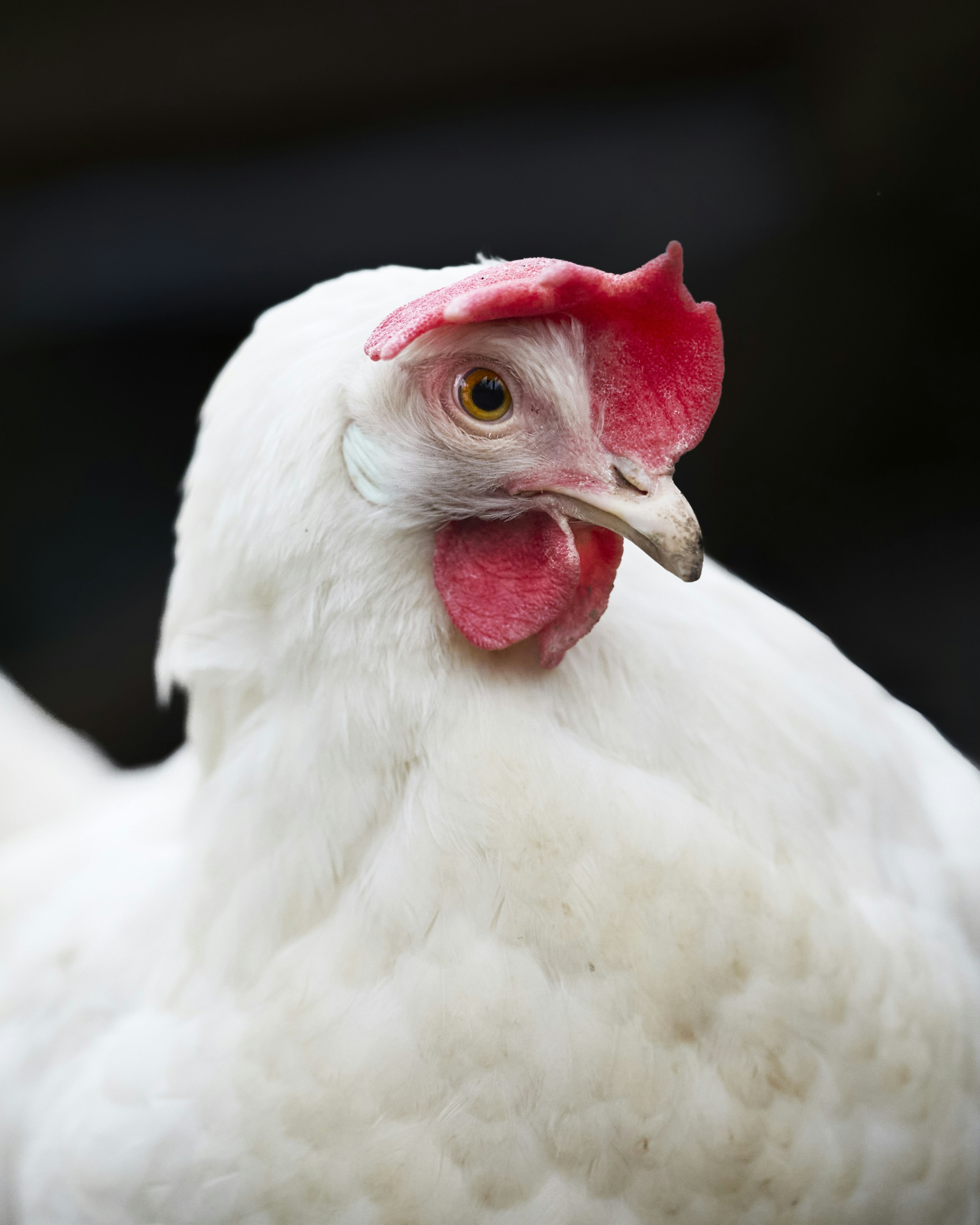 Photo by erwinbosman