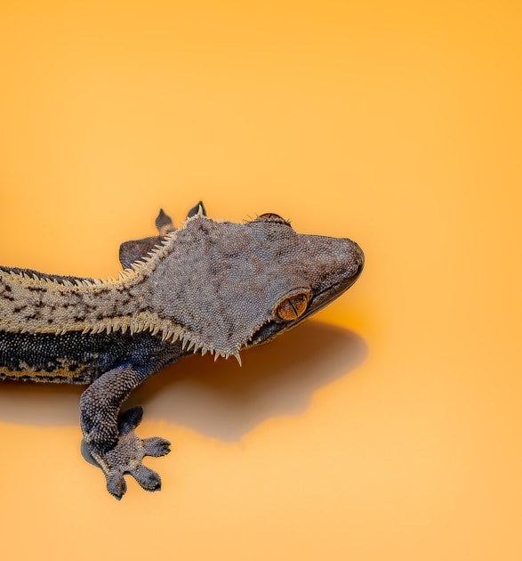 Dickfingergecko pflege terrarium einsteiger — helpful reference illustration