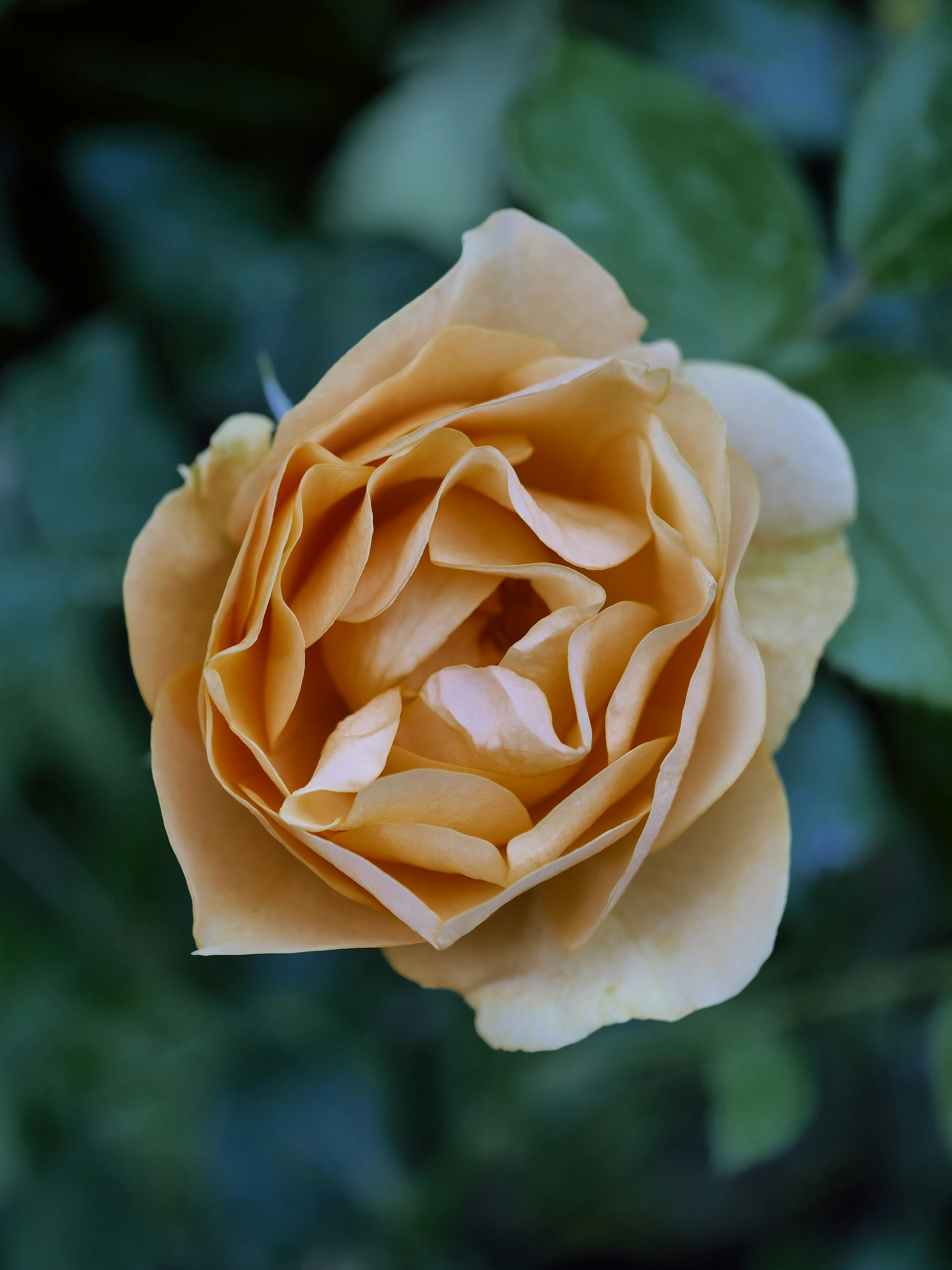 Photo by balmy_sunset