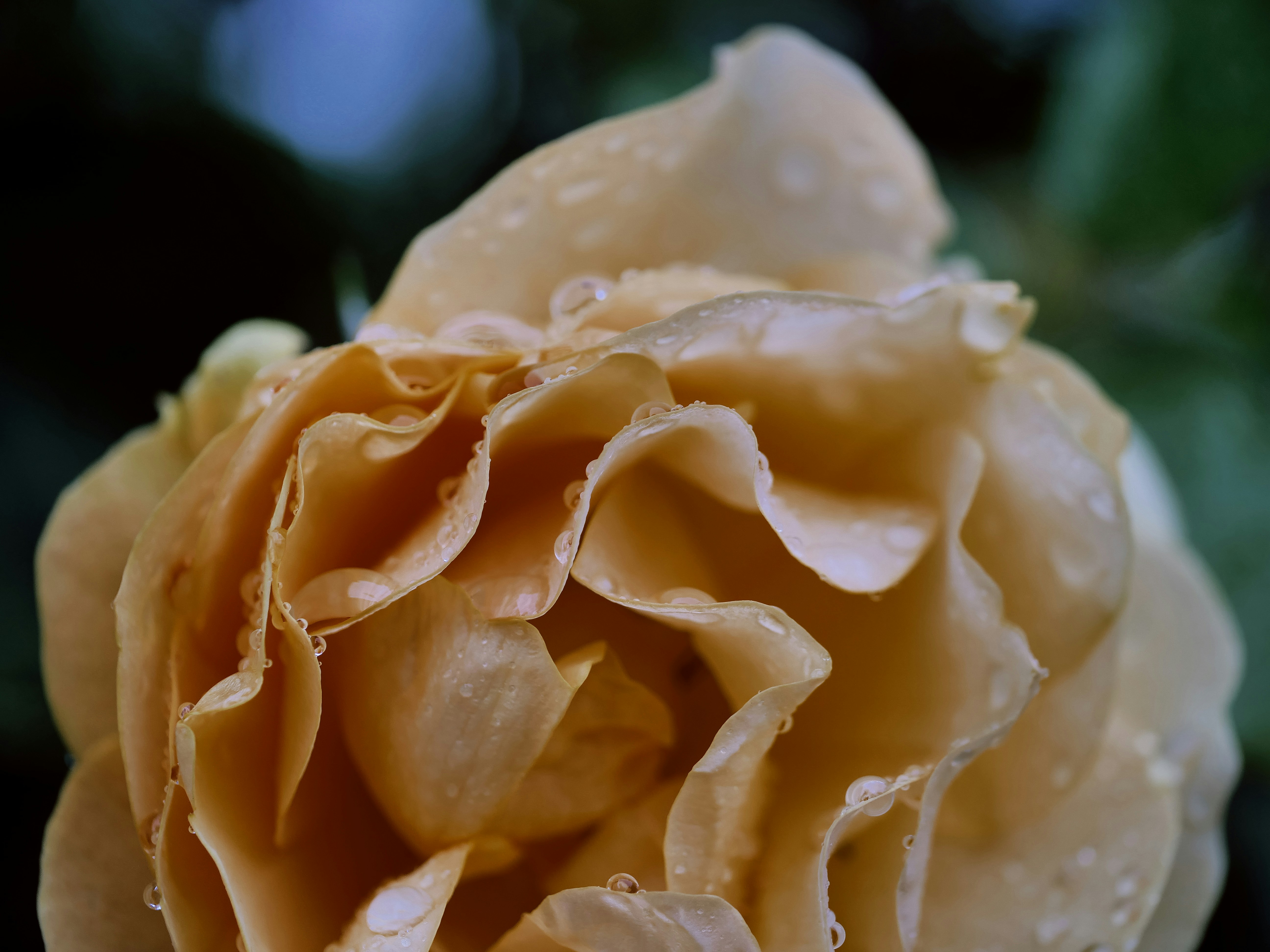 Photo by balmy_sunset