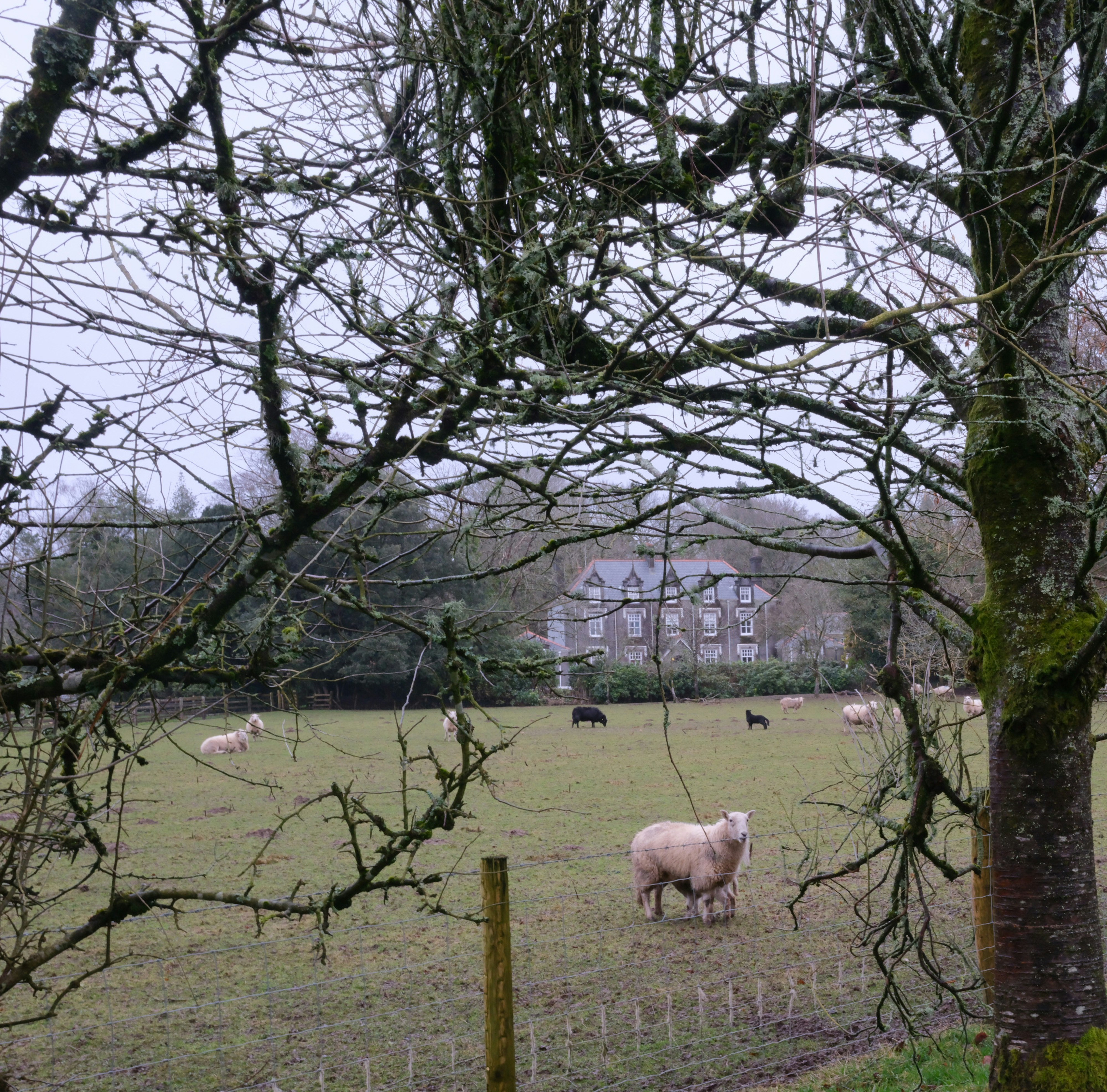 Sheep grazing in a field with a large house.
