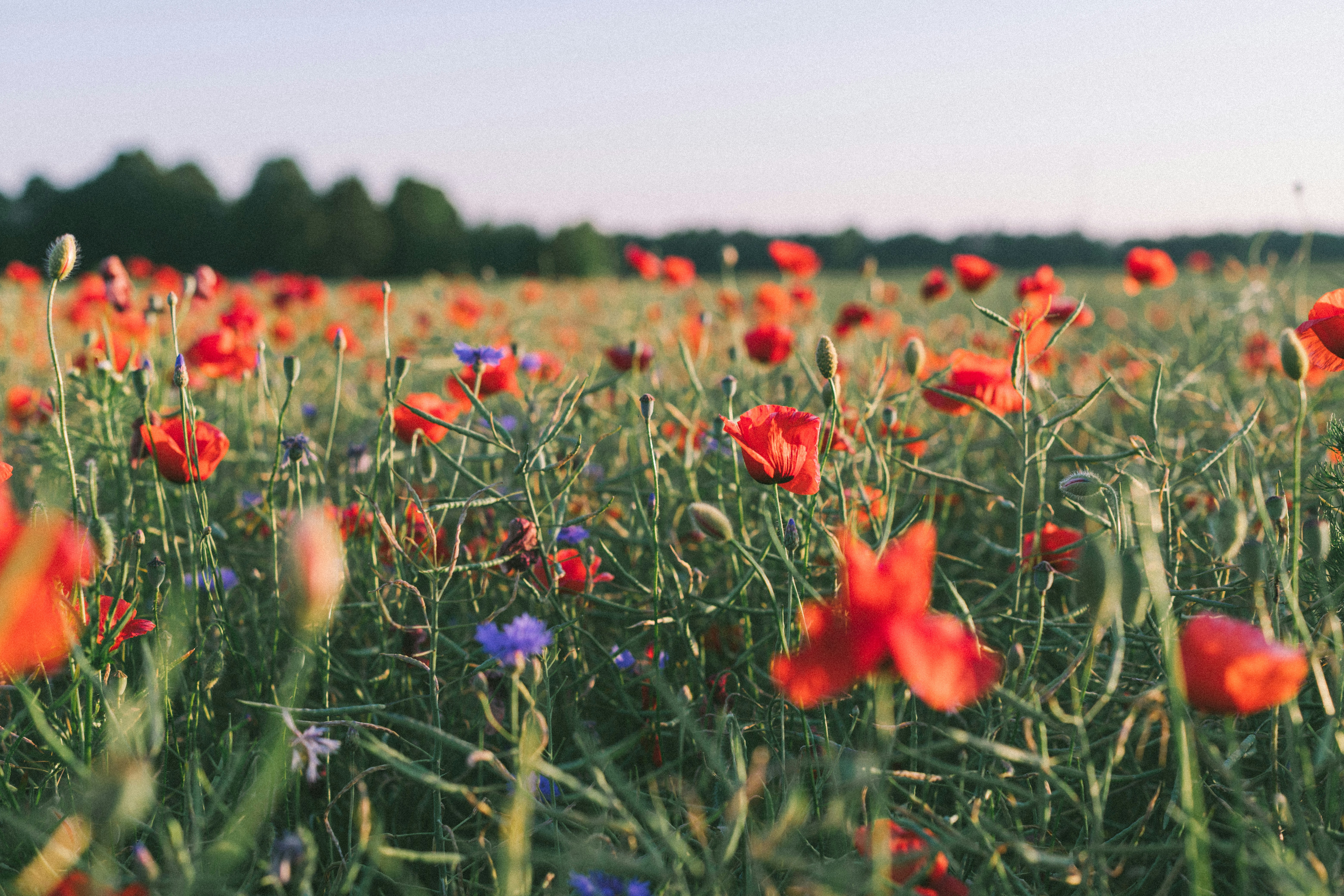 Many people all over the world love to create unique arts and crafts designs, but for most of us it becomes difficult because we don't know where to begin. If you are thinking about arts and crafts and want some interesting tips, then the following articl