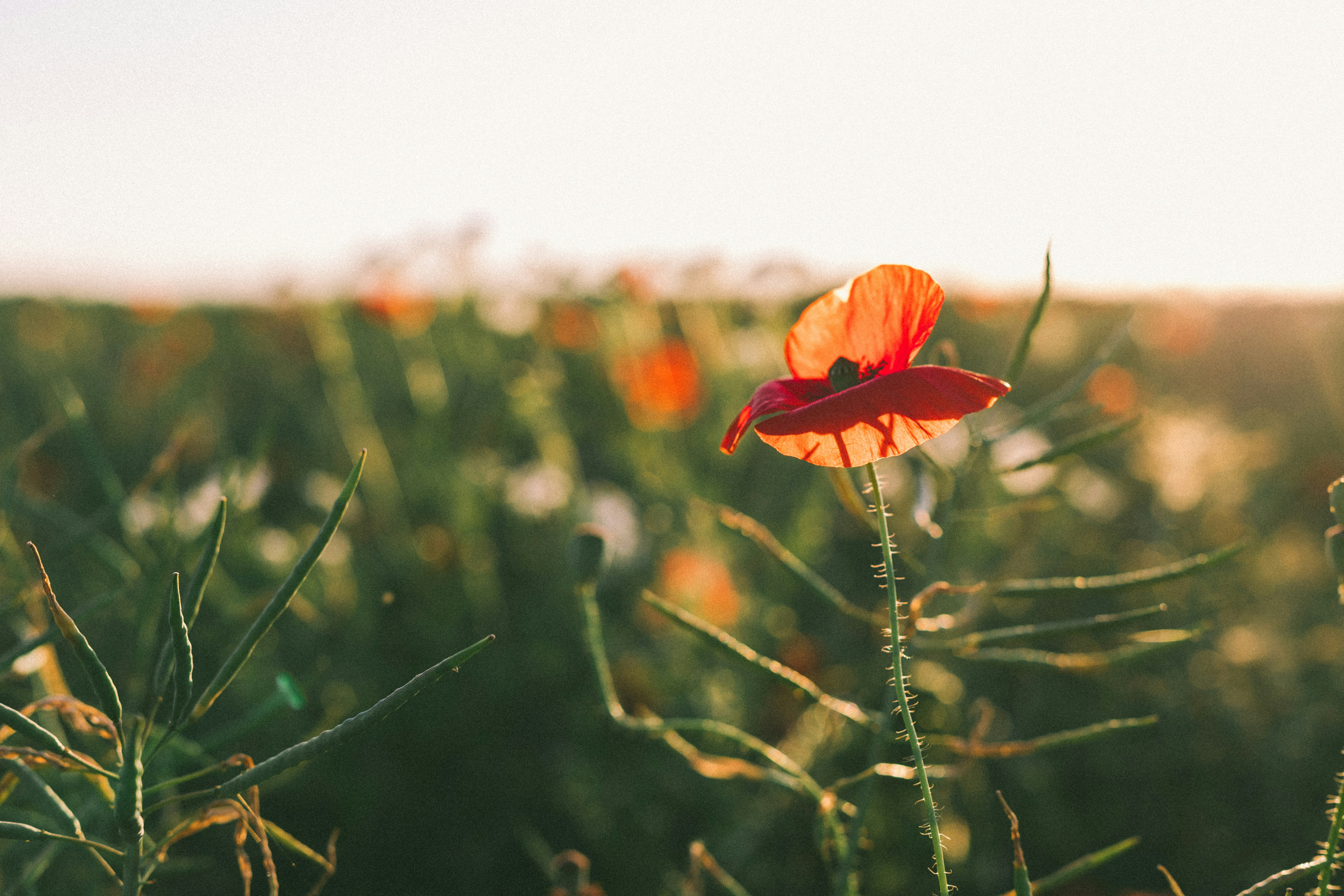 Photo by agneserudzite