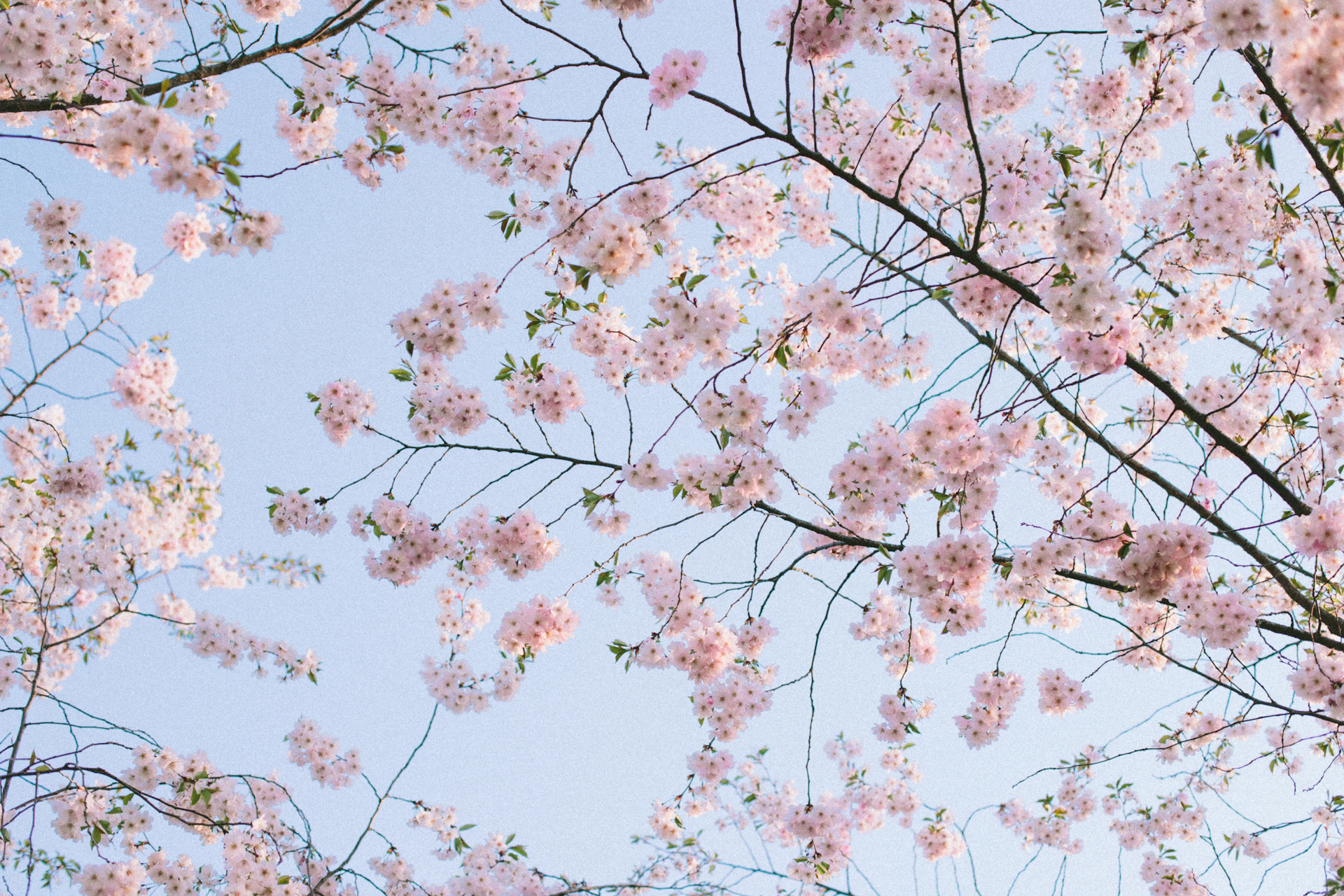 Cherry blossoms bloom against a clear blue sky.