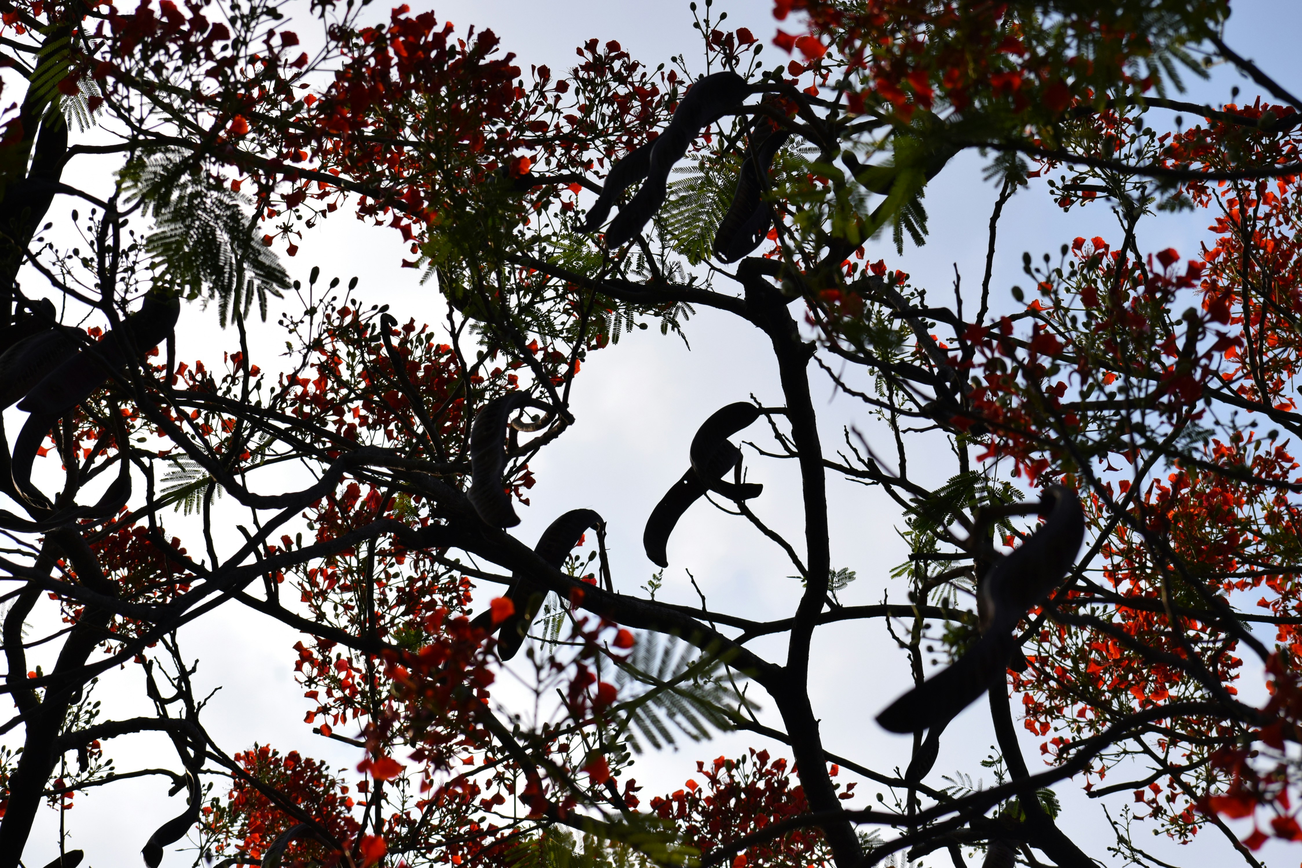 Silhouettes of birds perched on flowering branches against sky