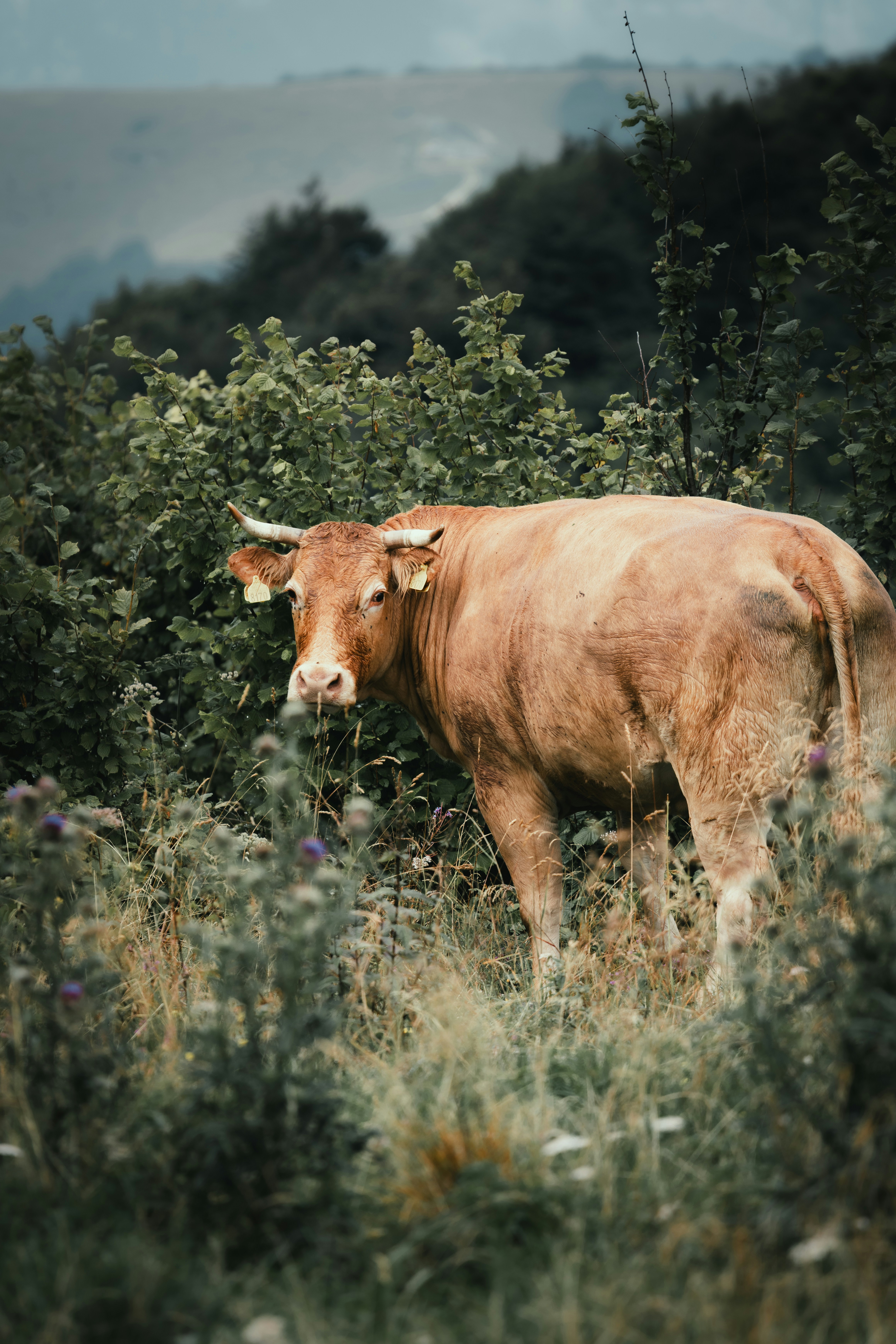 Photo by ssarasframes