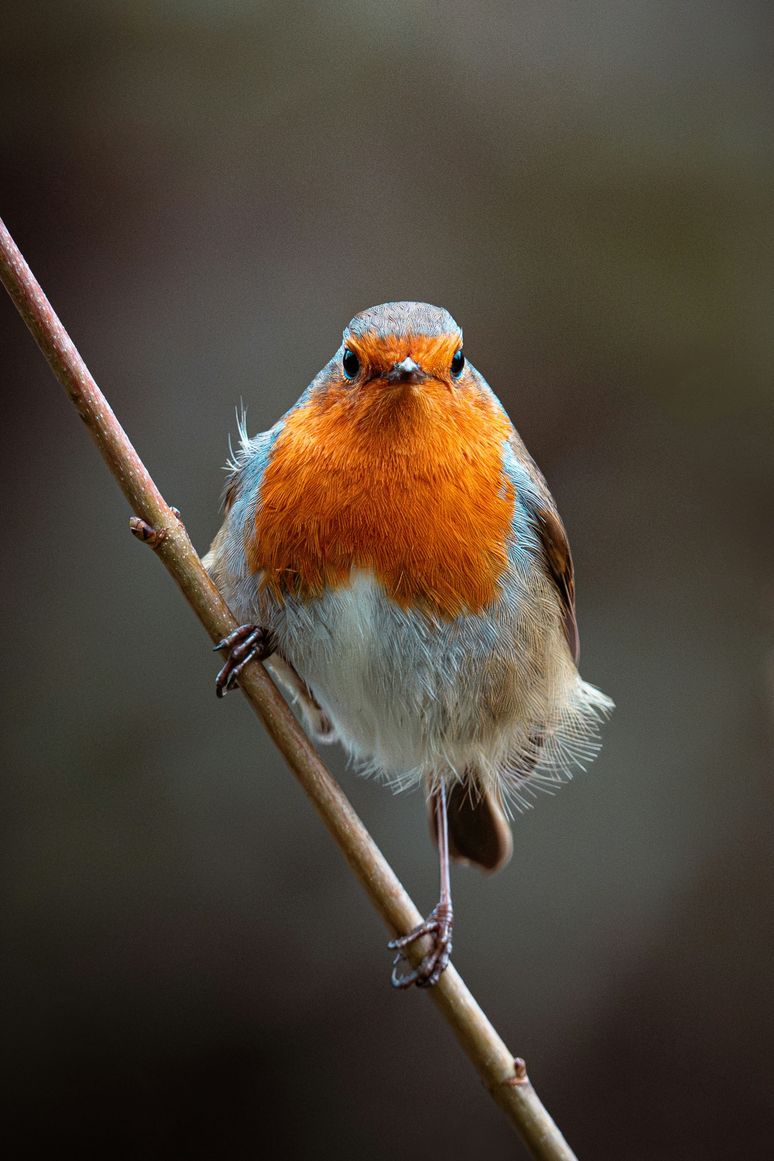 Photo by ian_photography