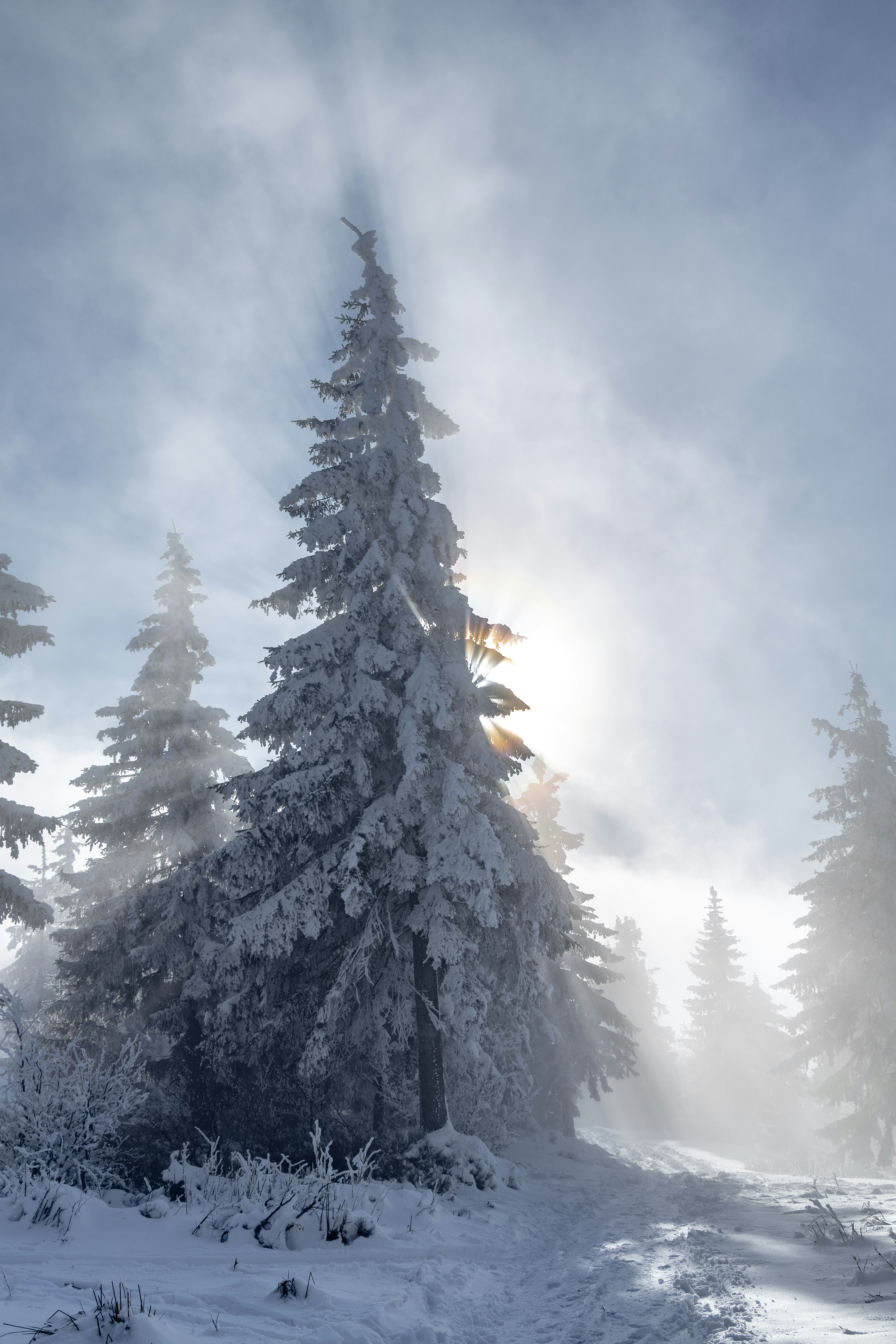 Snowy pine trees in misty winter sunlight
