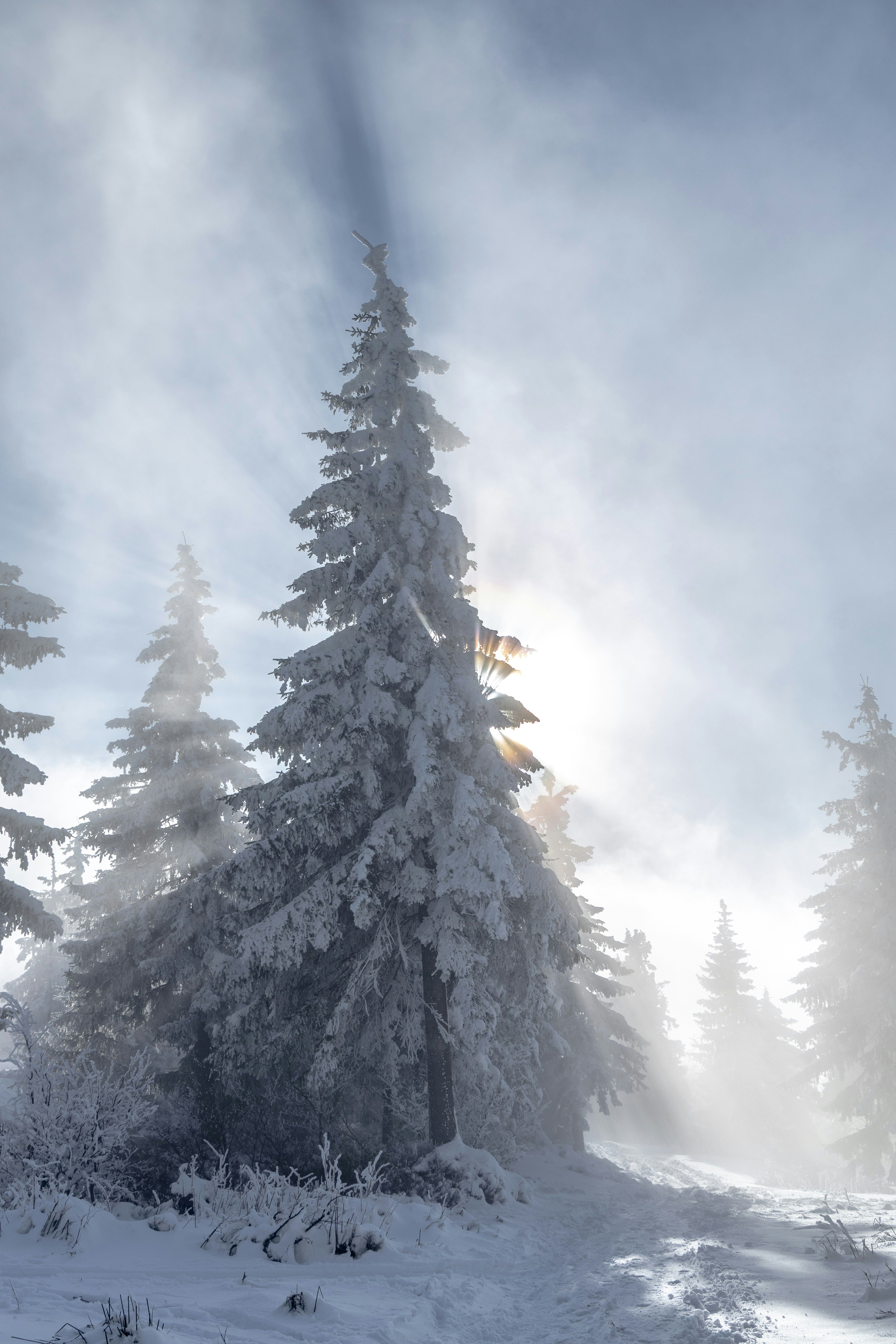 Snow-covered trees in a misty, sunlit forest