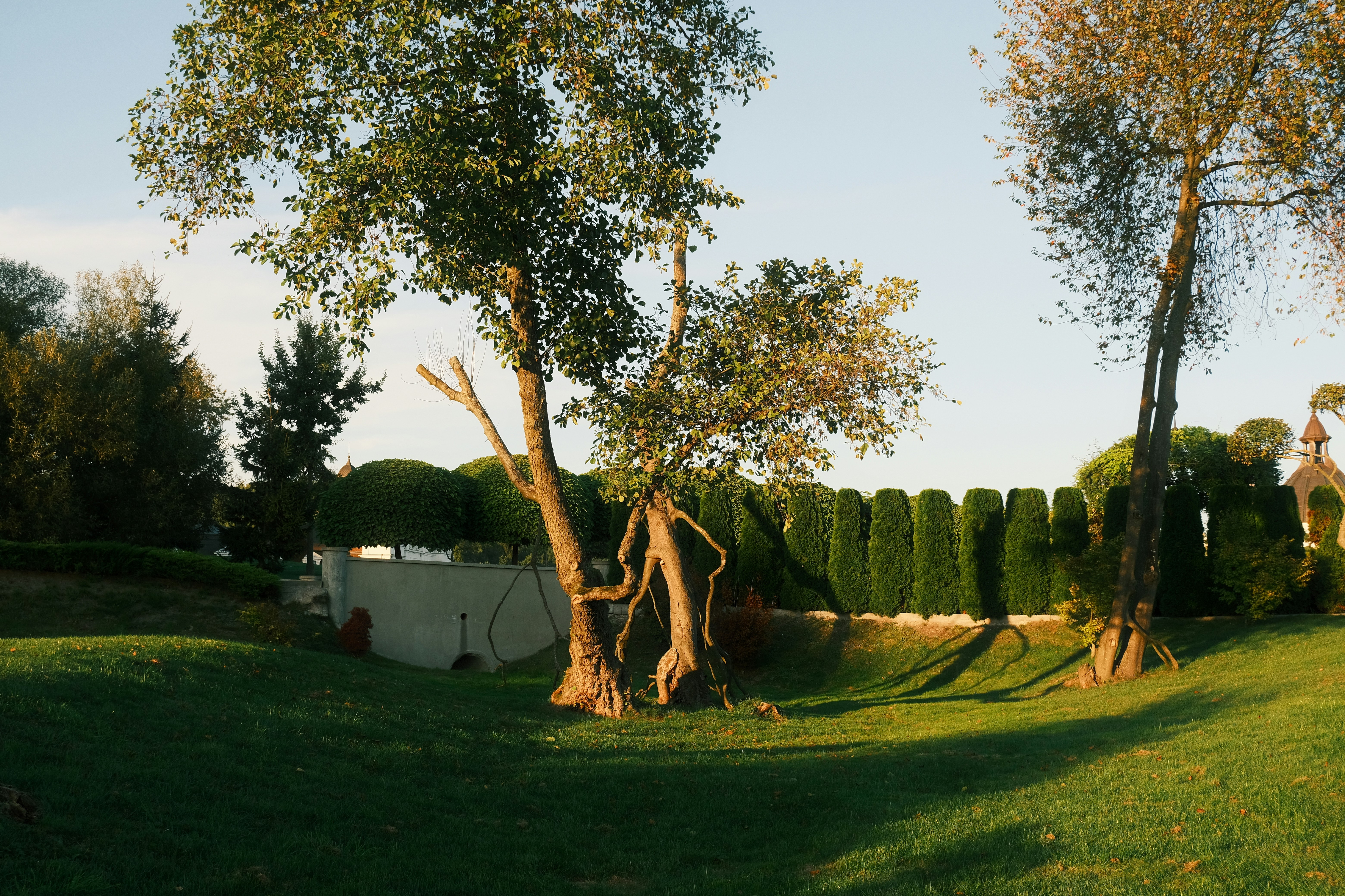 Boomstronk verwijdering in een Nederlandse tuin met groen gazon en bomen